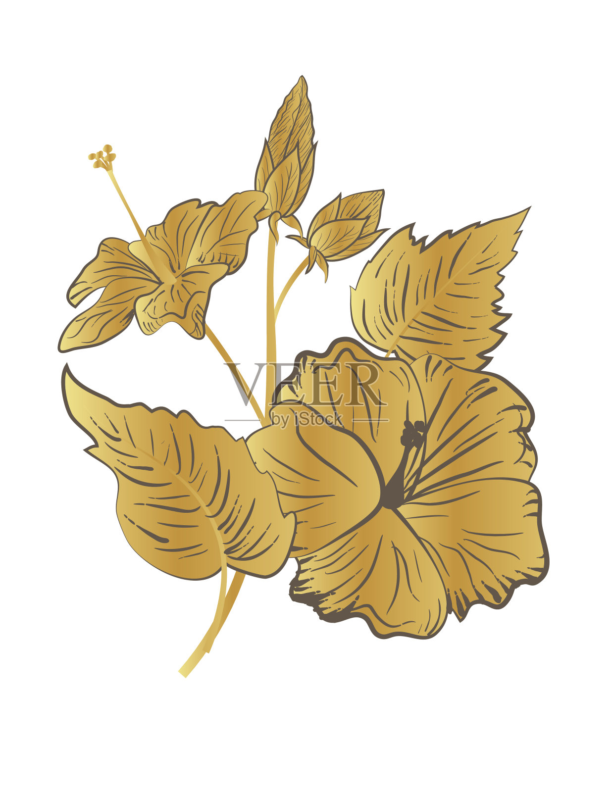 芙蓉花和叶子的详细植物学图插画图片素材