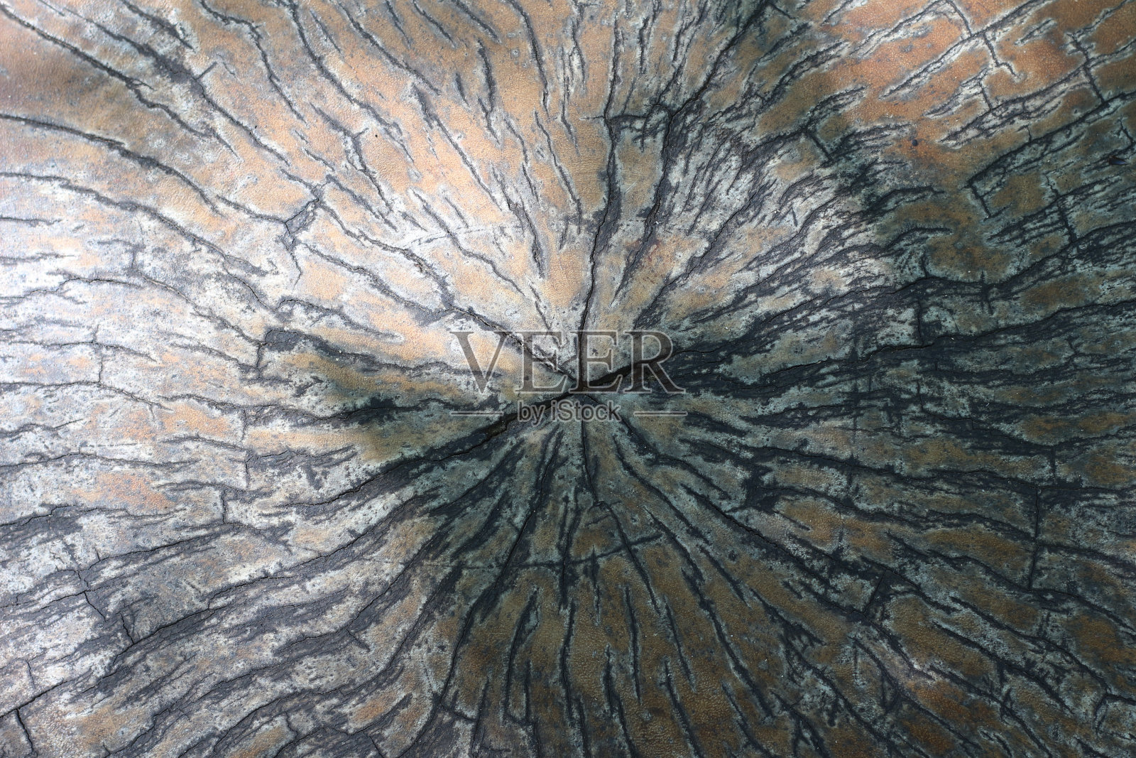 老树桩纹理背景照片摄影图片