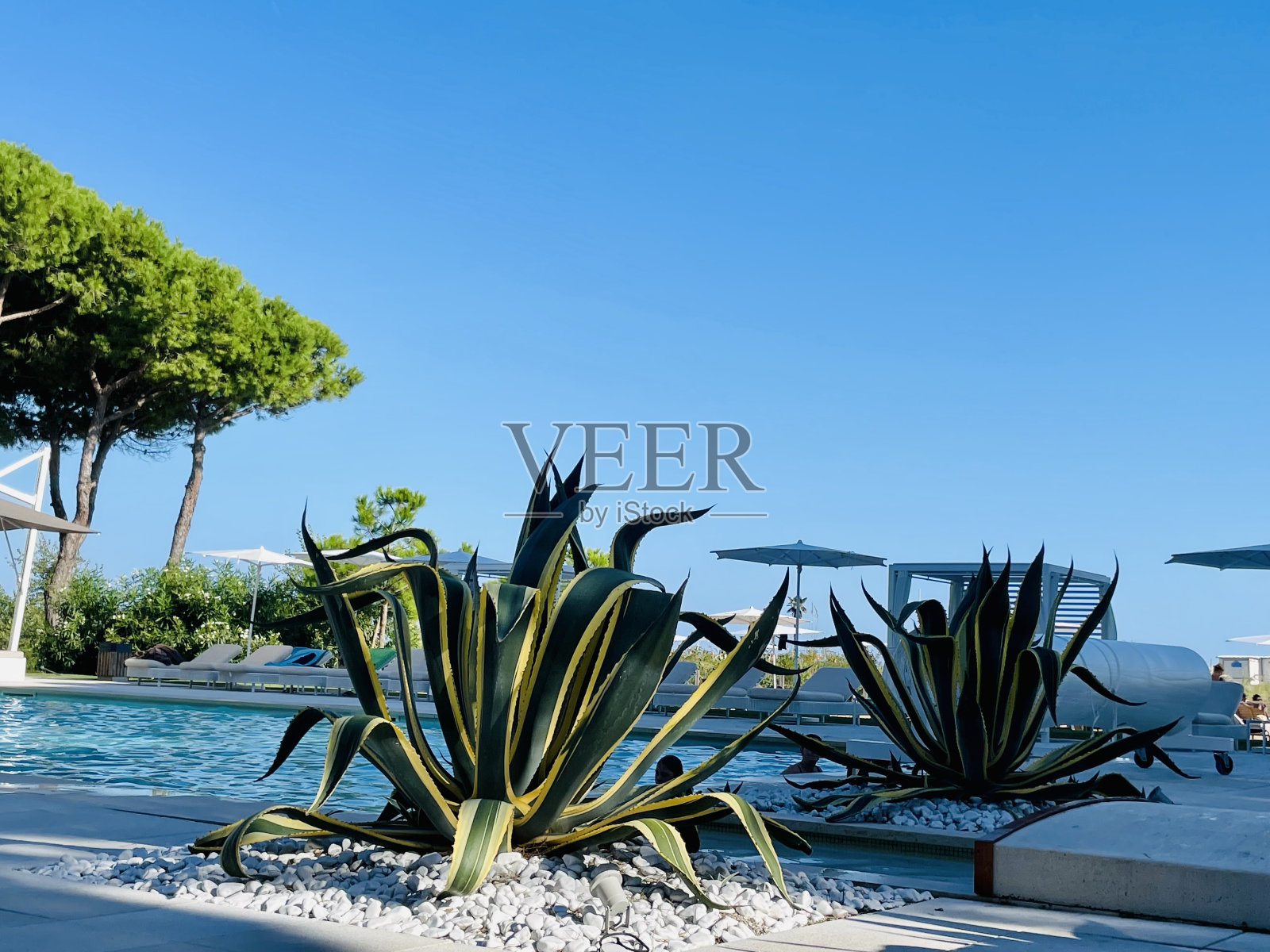 池塘边的仙人掌照片摄影图片