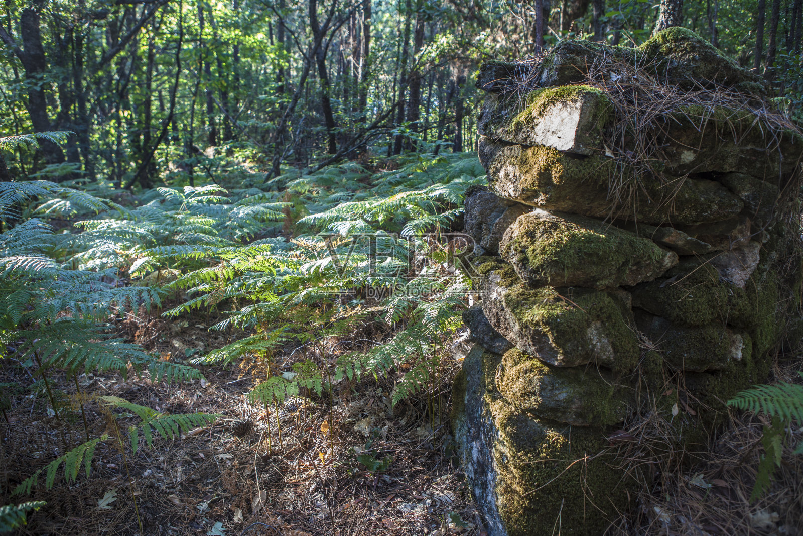西班牙卡塞雷斯的加塔山森林照片摄影图片