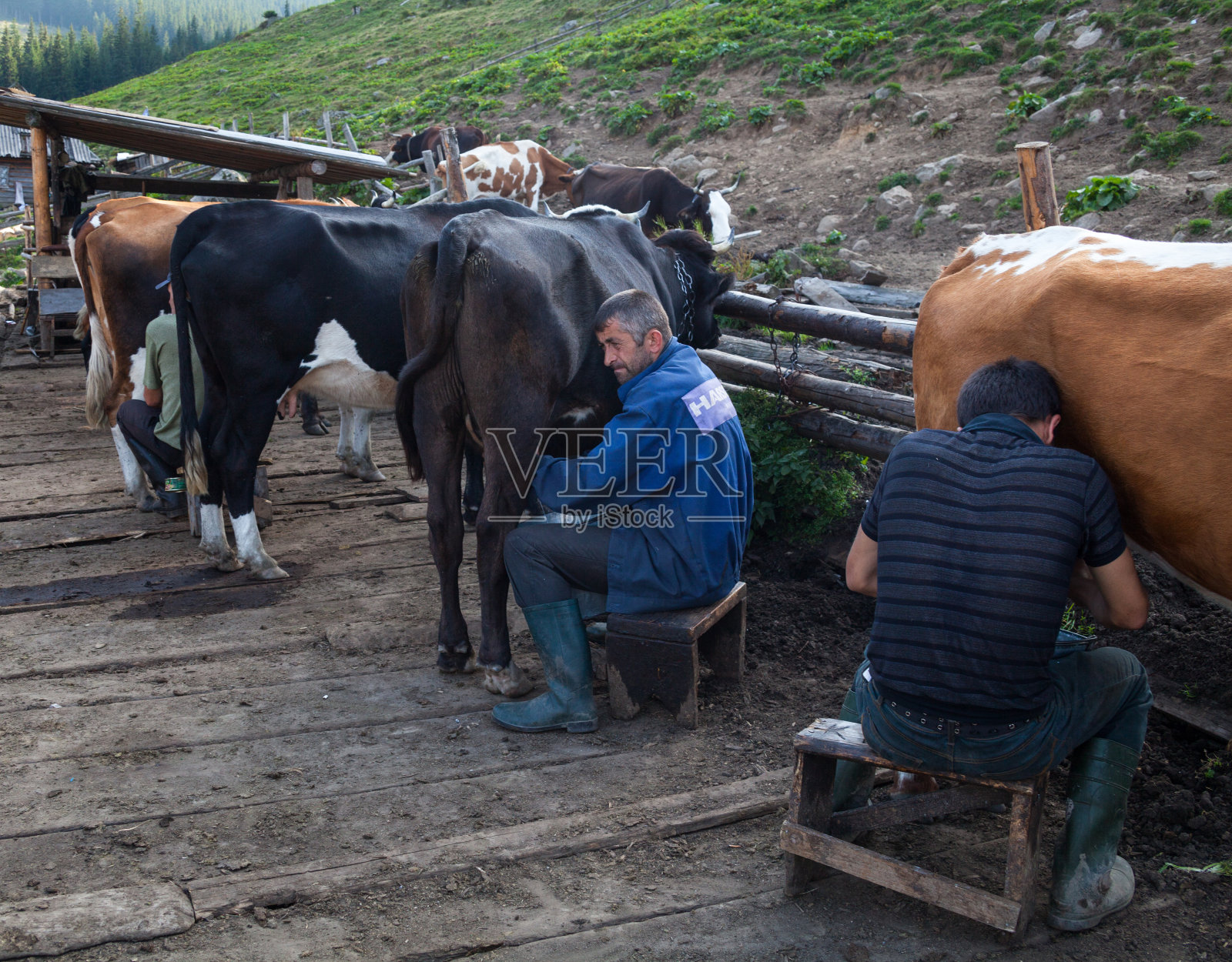 人们在农场挤牛奶照片摄影图片