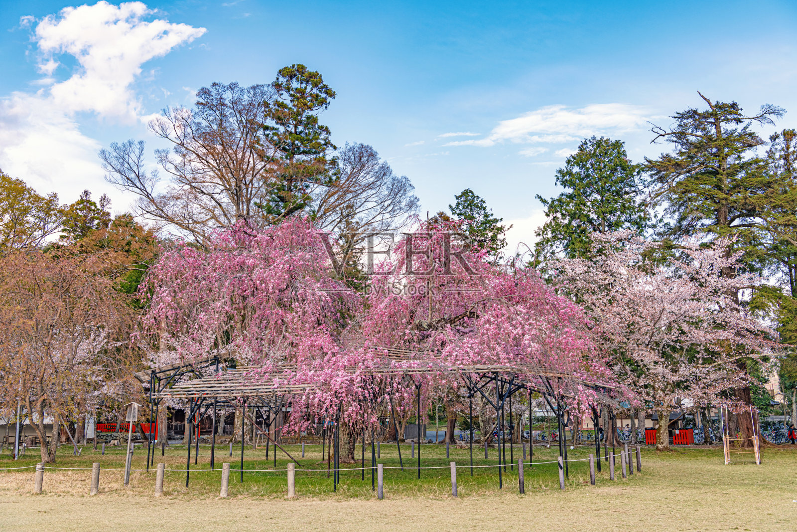 樱花照片摄影图片