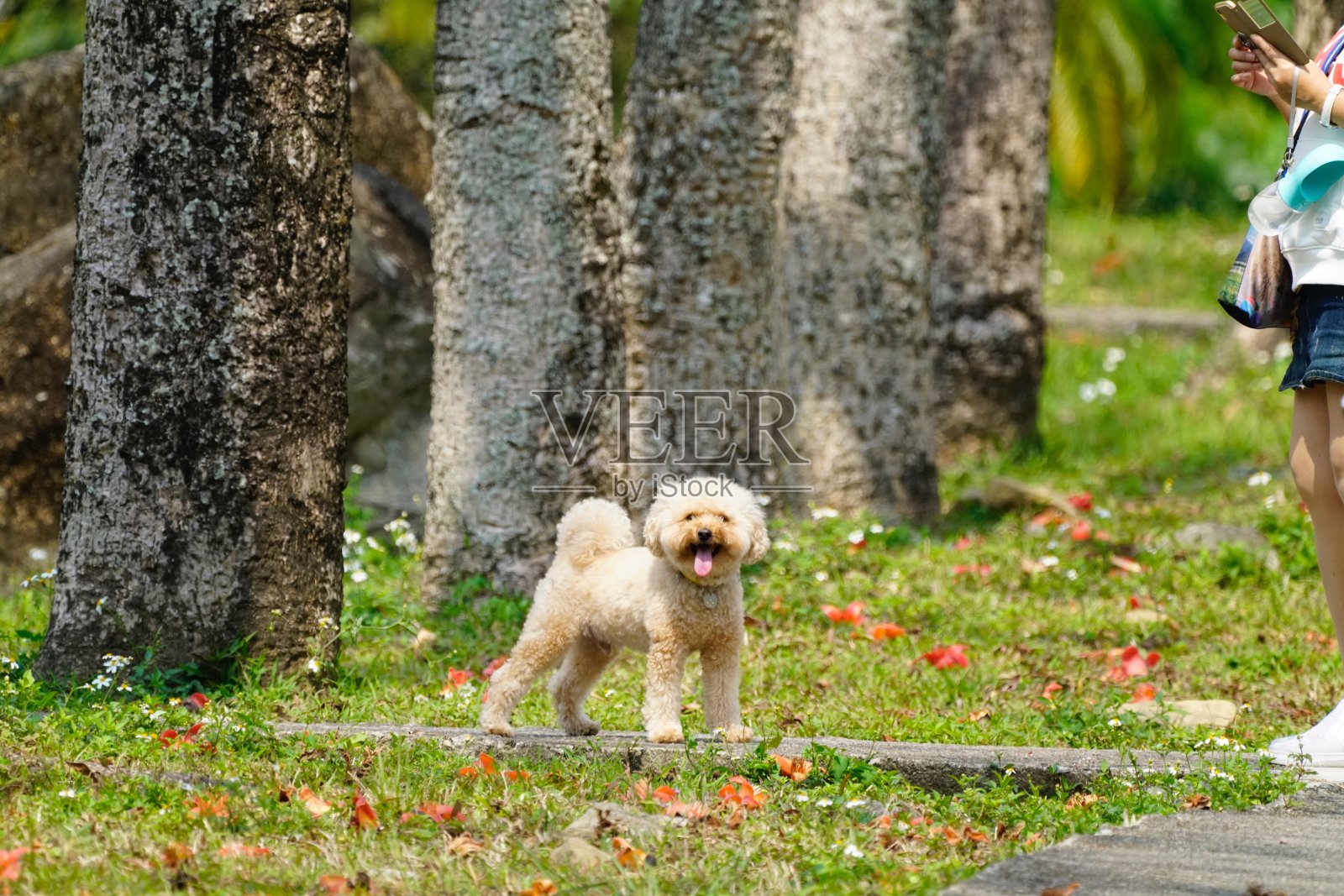 在花季的时候，小狗在公园里玩耍照片摄影图片