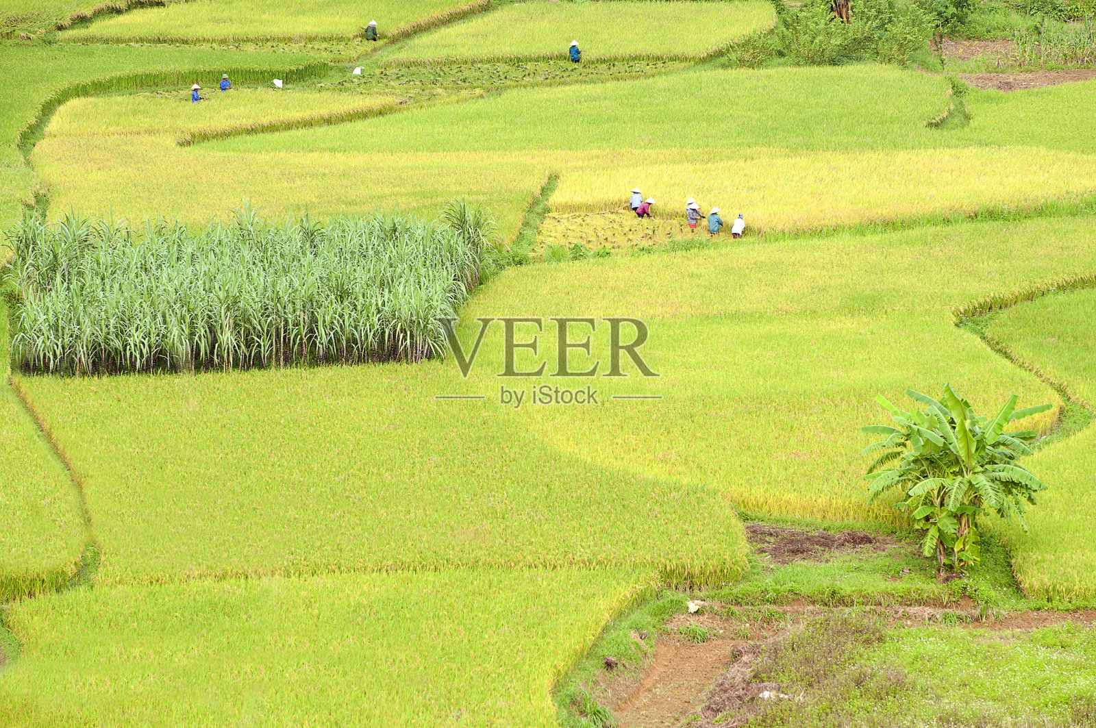 越南北部，潭叶山脉，玉山玉良自然保护区，稻田照片摄影图片