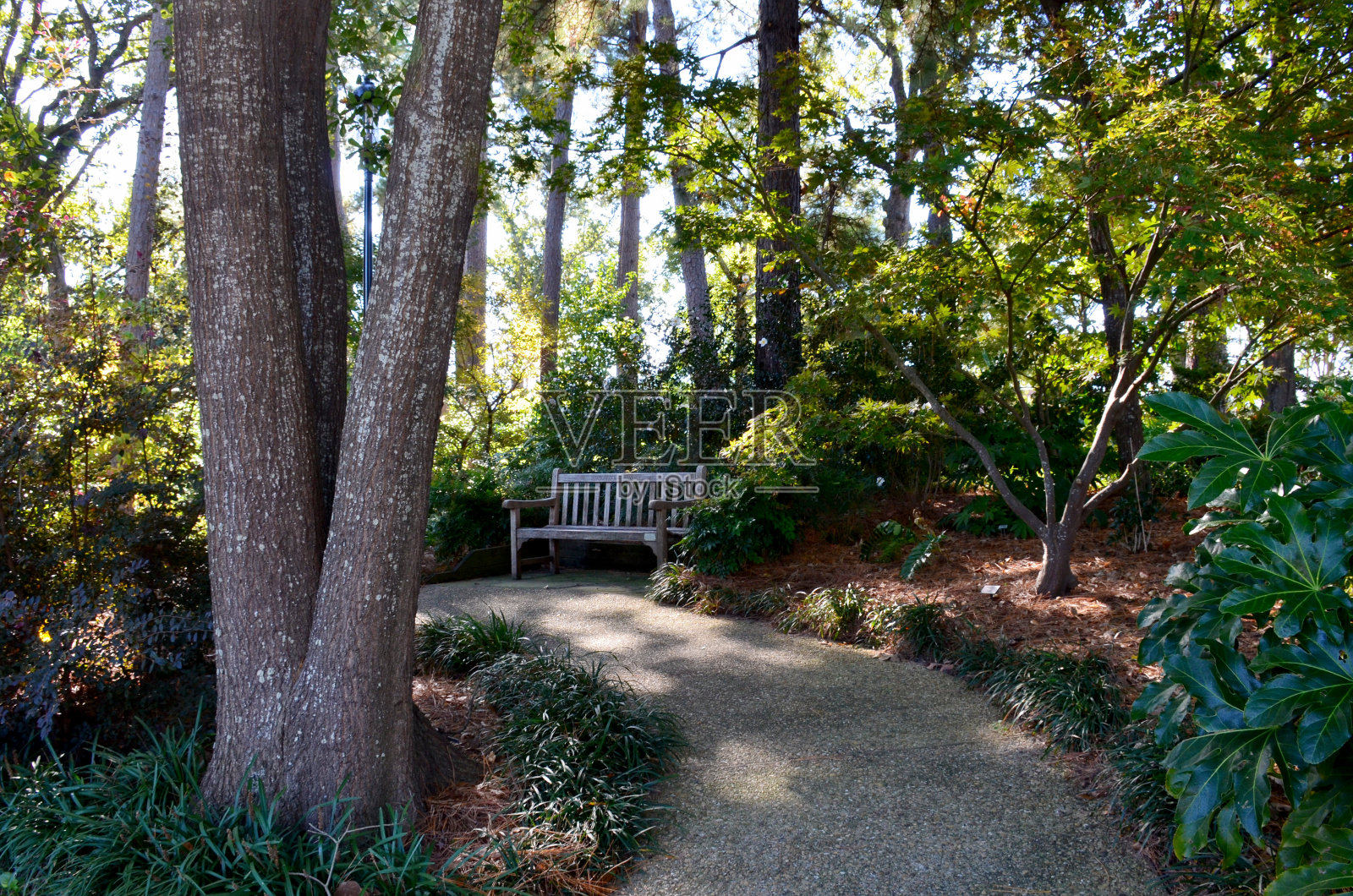 泰勒市玫瑰园在泰勒，德克萨斯州，美国。照片摄影图片