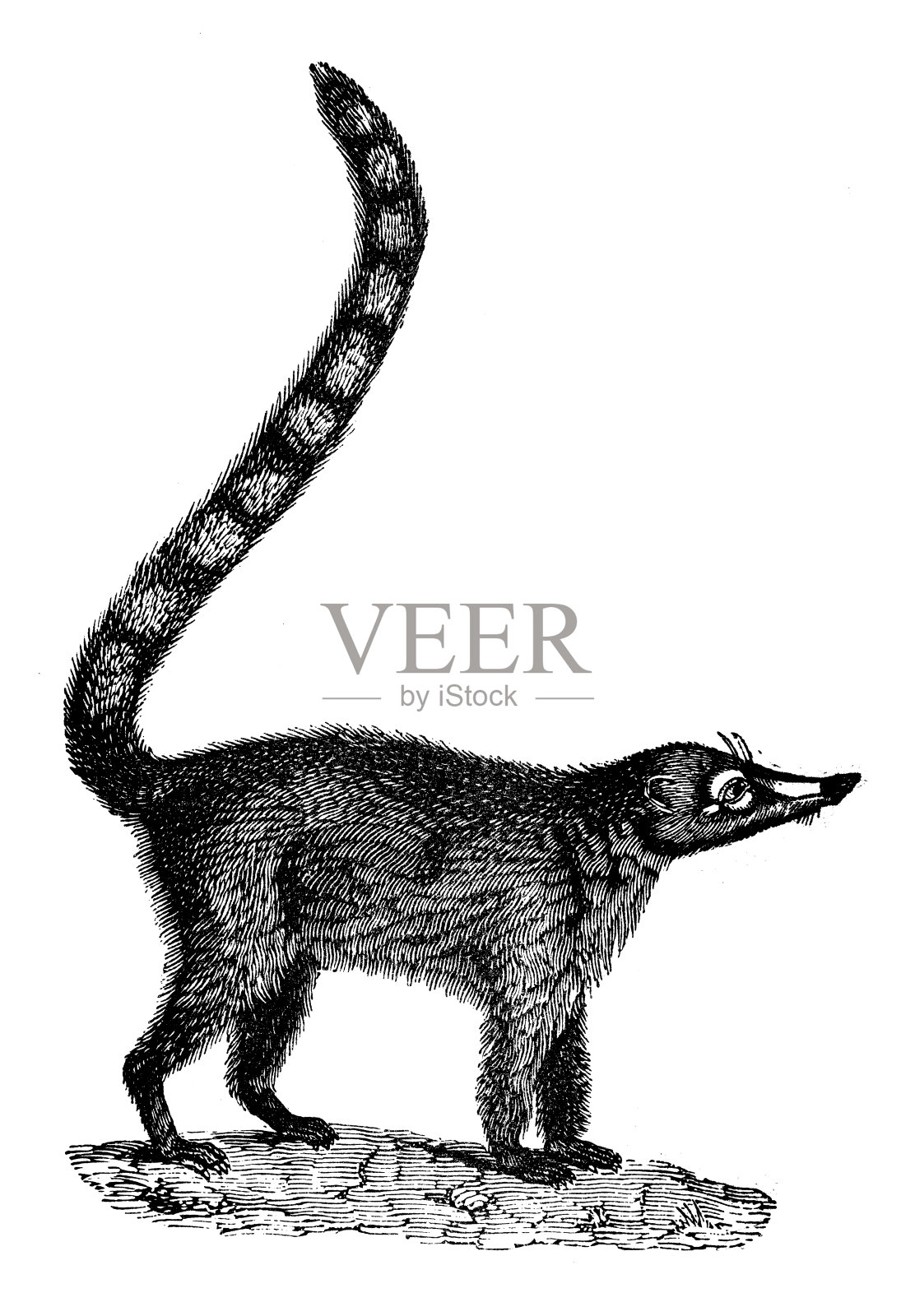 古董动物插图:长鼻浣熊设计元素图片