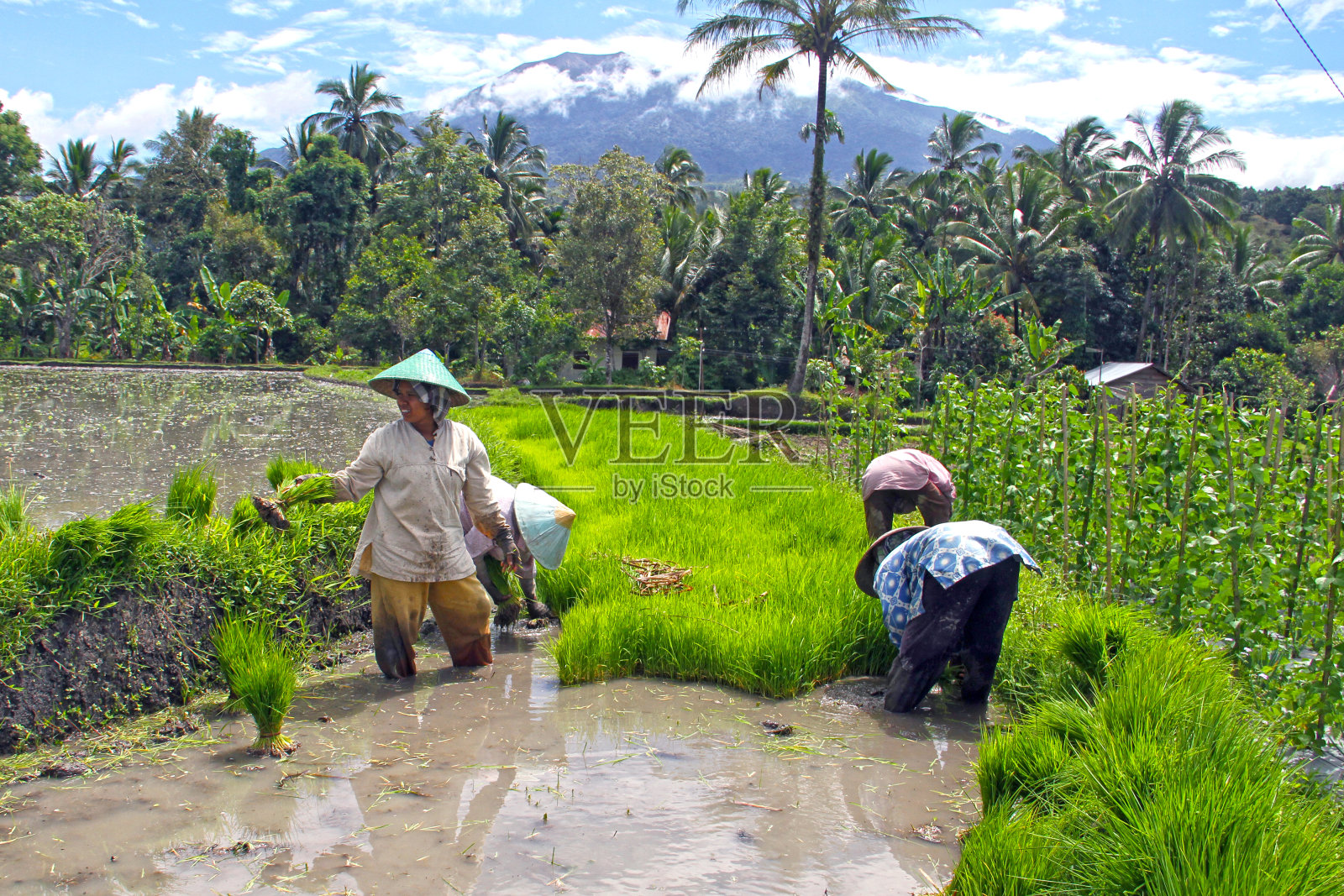 印度尼西亚的稻农照片摄影图片