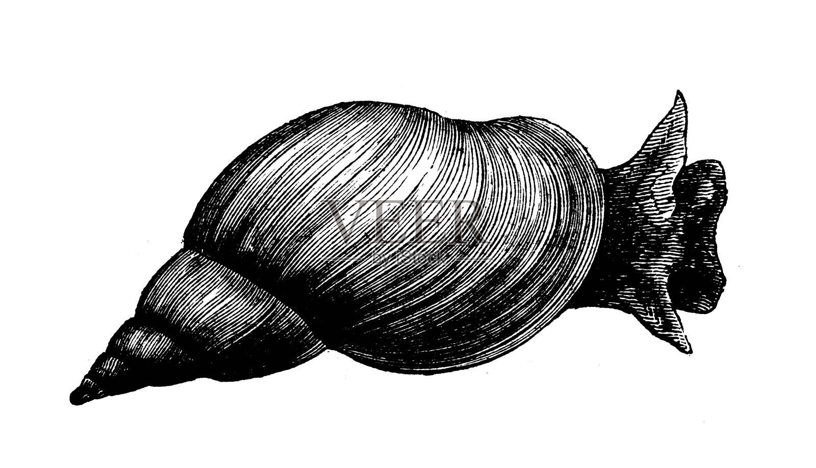 古董动物插图:停滞林，大池塘蜗牛插画图片素材