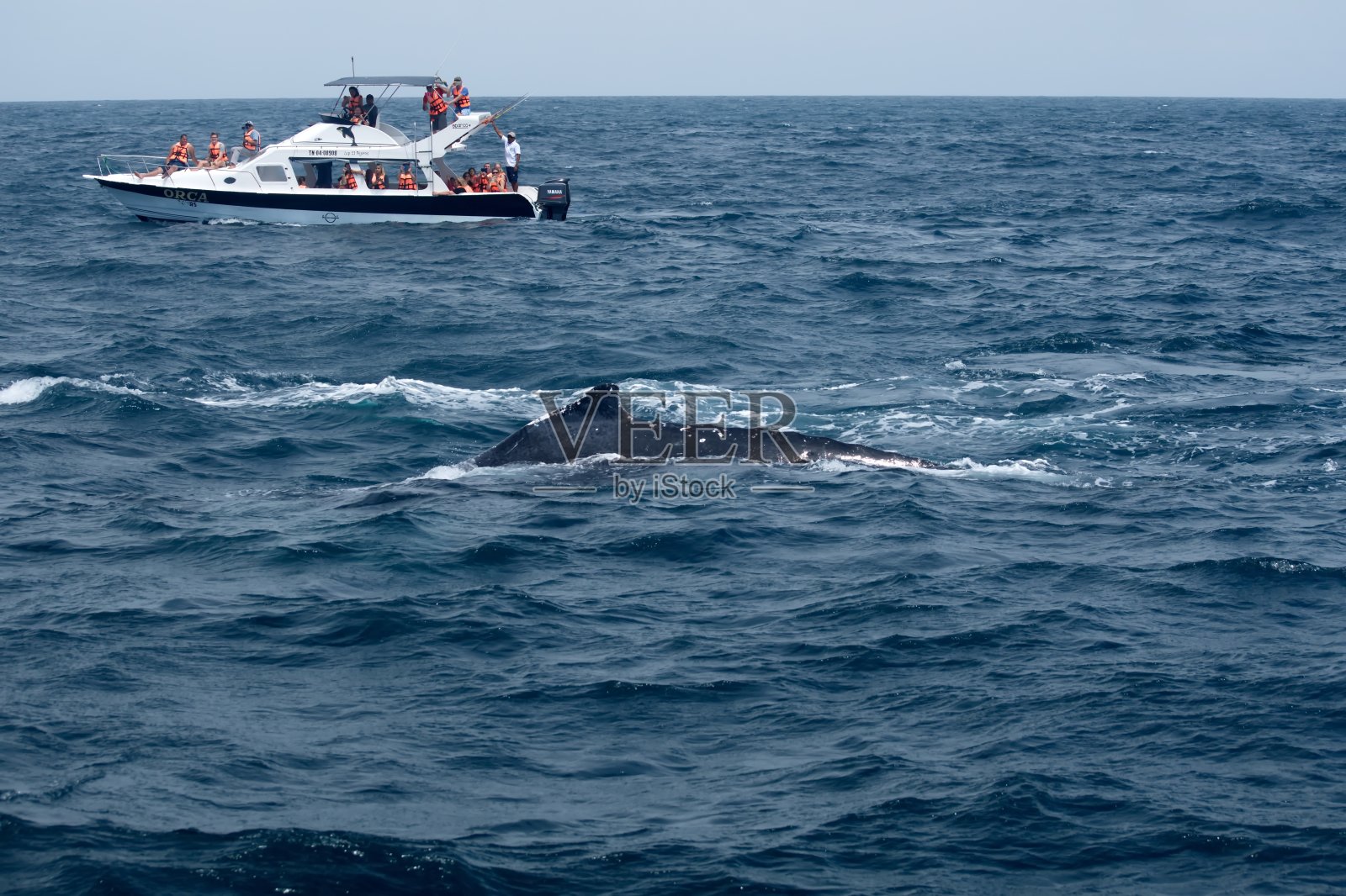 观赏座头鲸的游船照片摄影图片