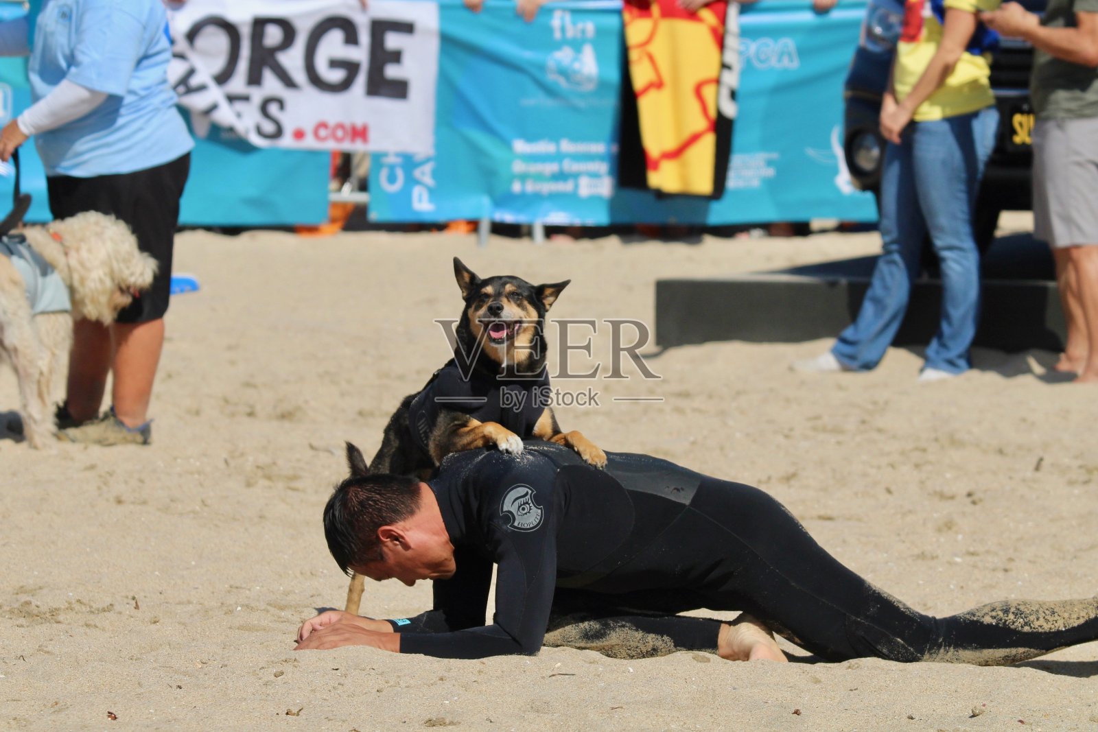 在加州亨廷顿海滩参加狗冲浪比赛的冲浪狗艾比照片摄影图片