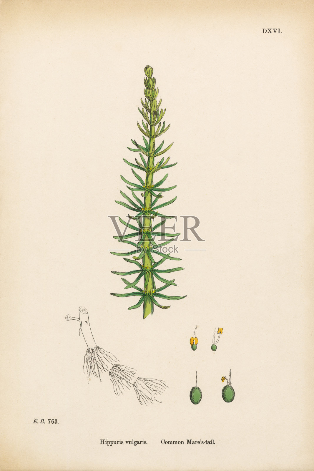 普通的马尾，河马，维多利亚植物学插图，1863年设计元素图片