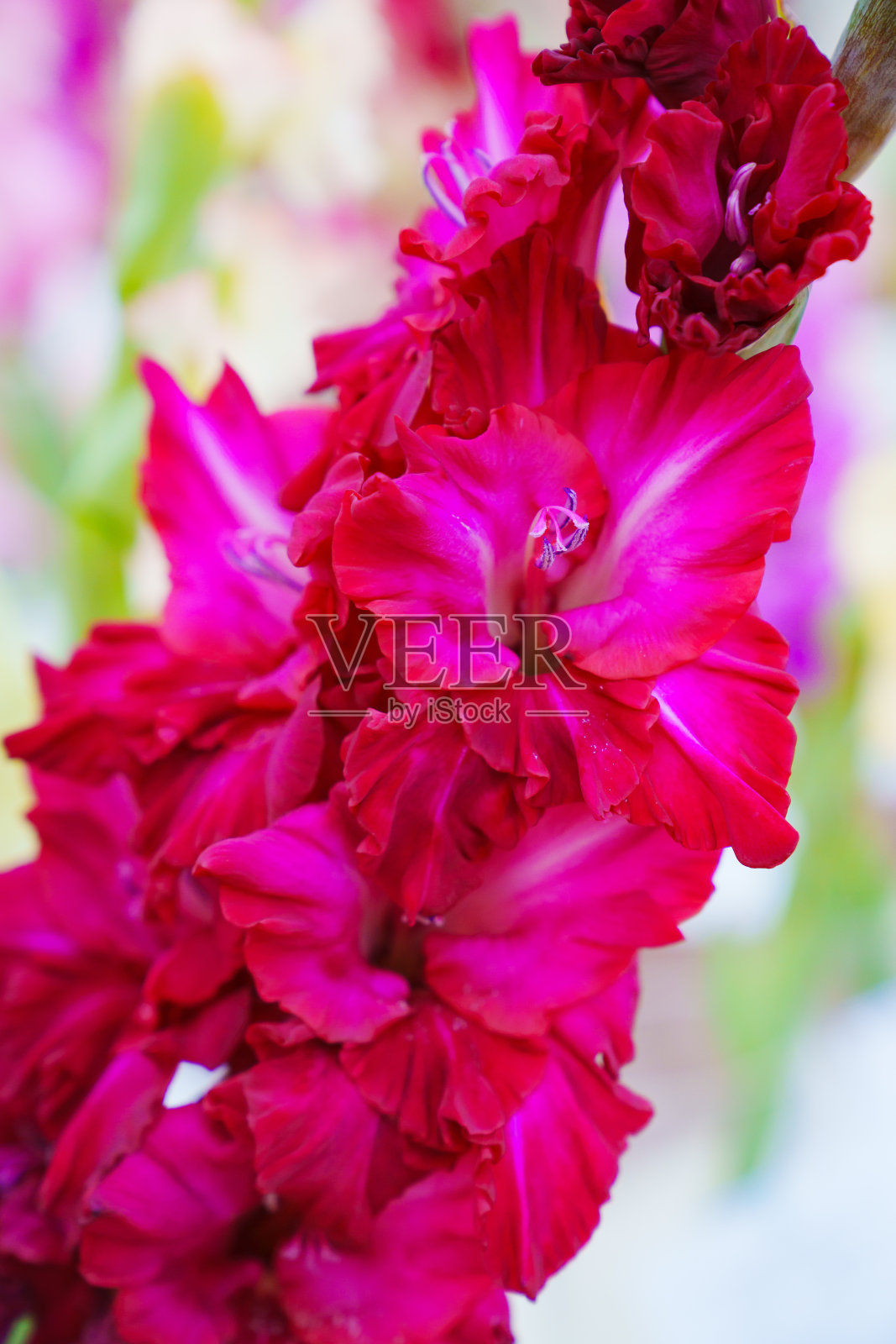 特写镜头。明亮美丽的剑兰花。照片摄影图片