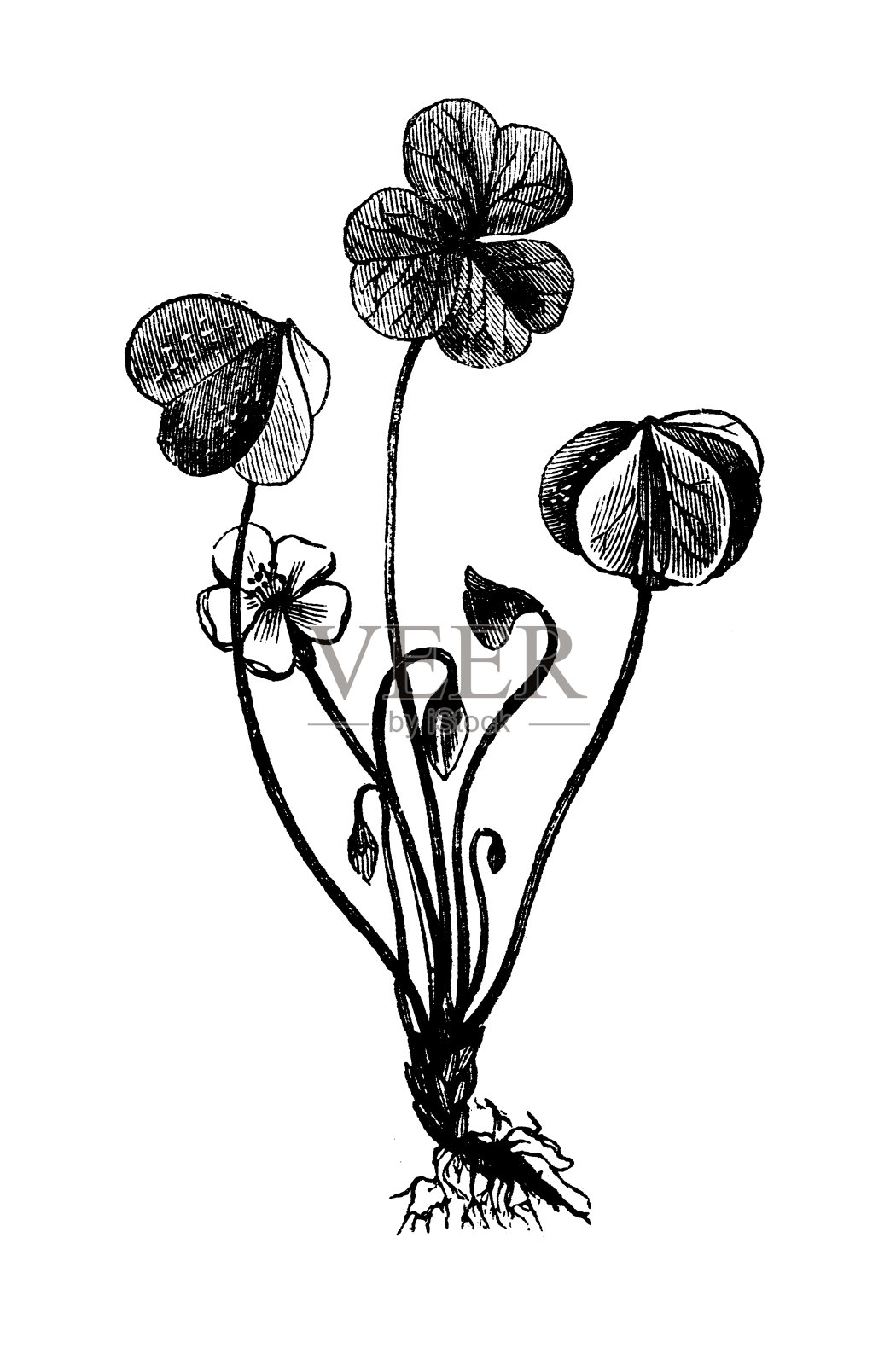 古植物学插图:酢浆草(酢浆草)设计元素图片