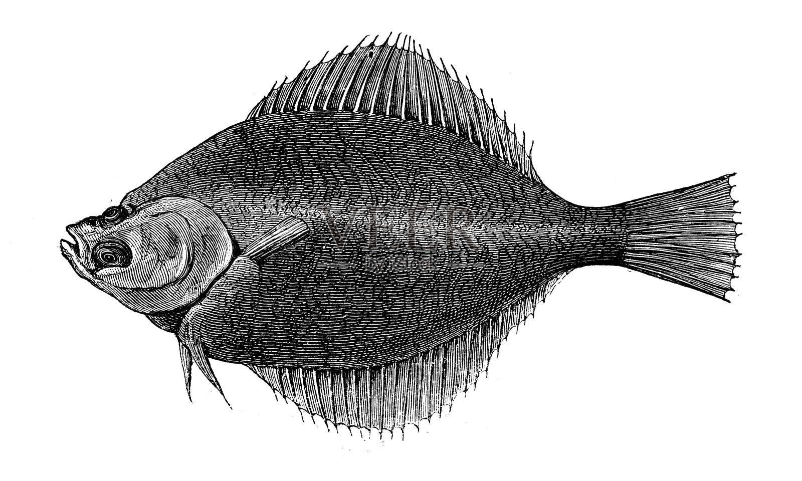 古董动物插画:dab (Limanda Limanda)插画图片素材