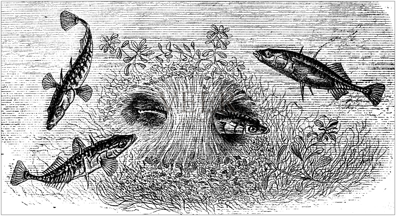 古玩动物插图:刺鱼科、棘鱼插画图片素材