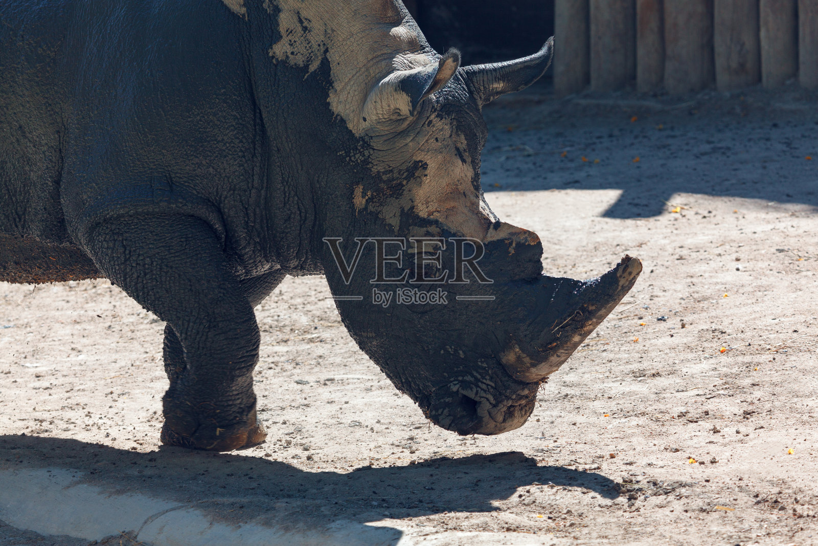 白犀照片摄影图片