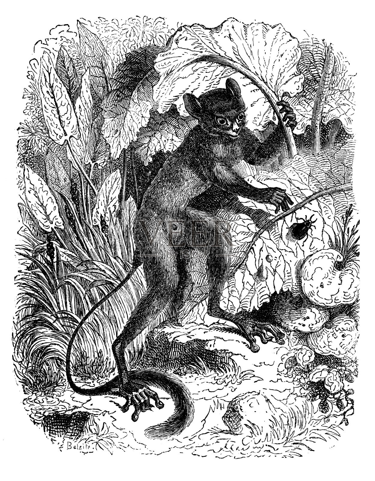 古董动物插图:眼镜猴插画图片素材