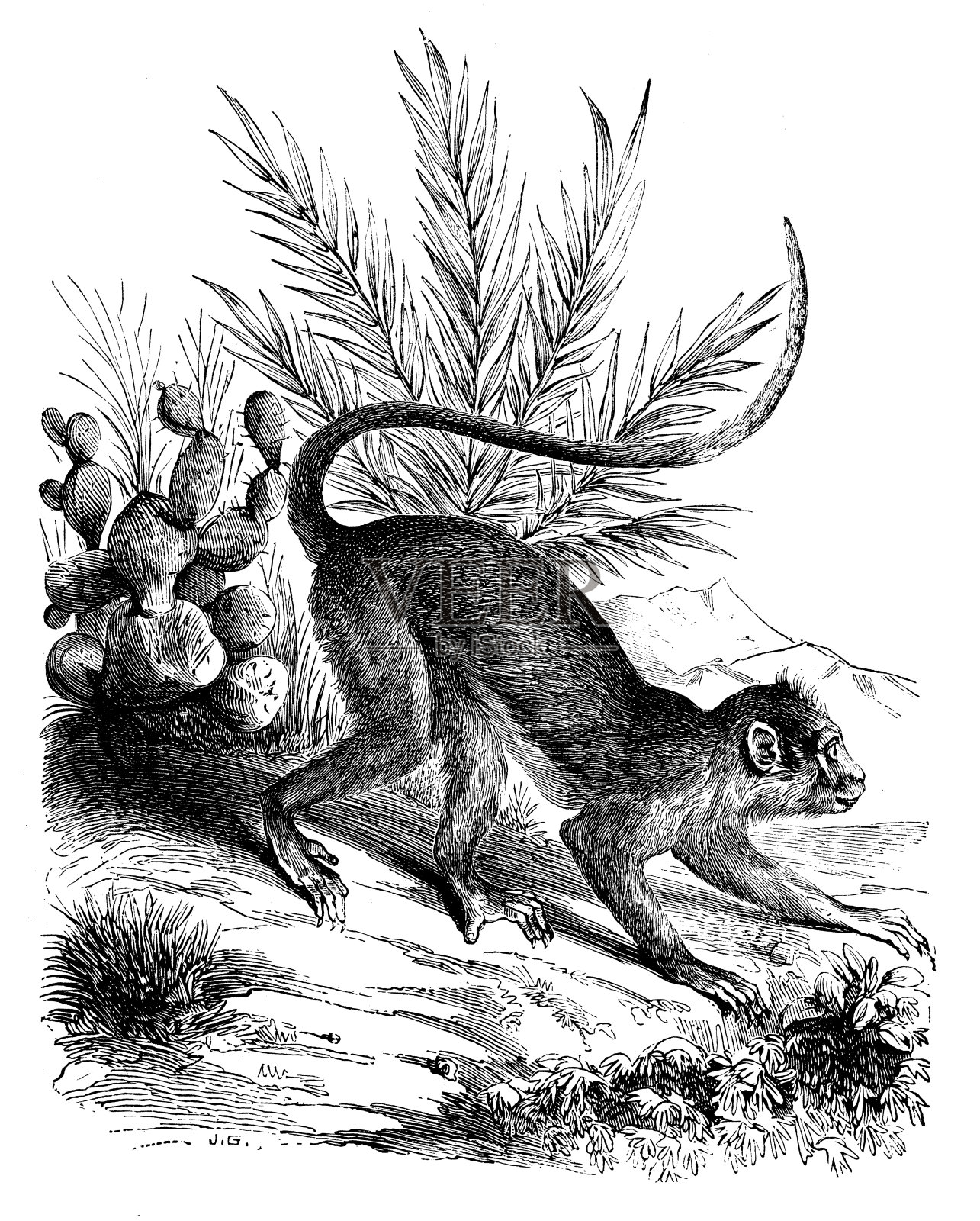 古董动物插图:灰叶猴(Semnopithecus)设计元素图片