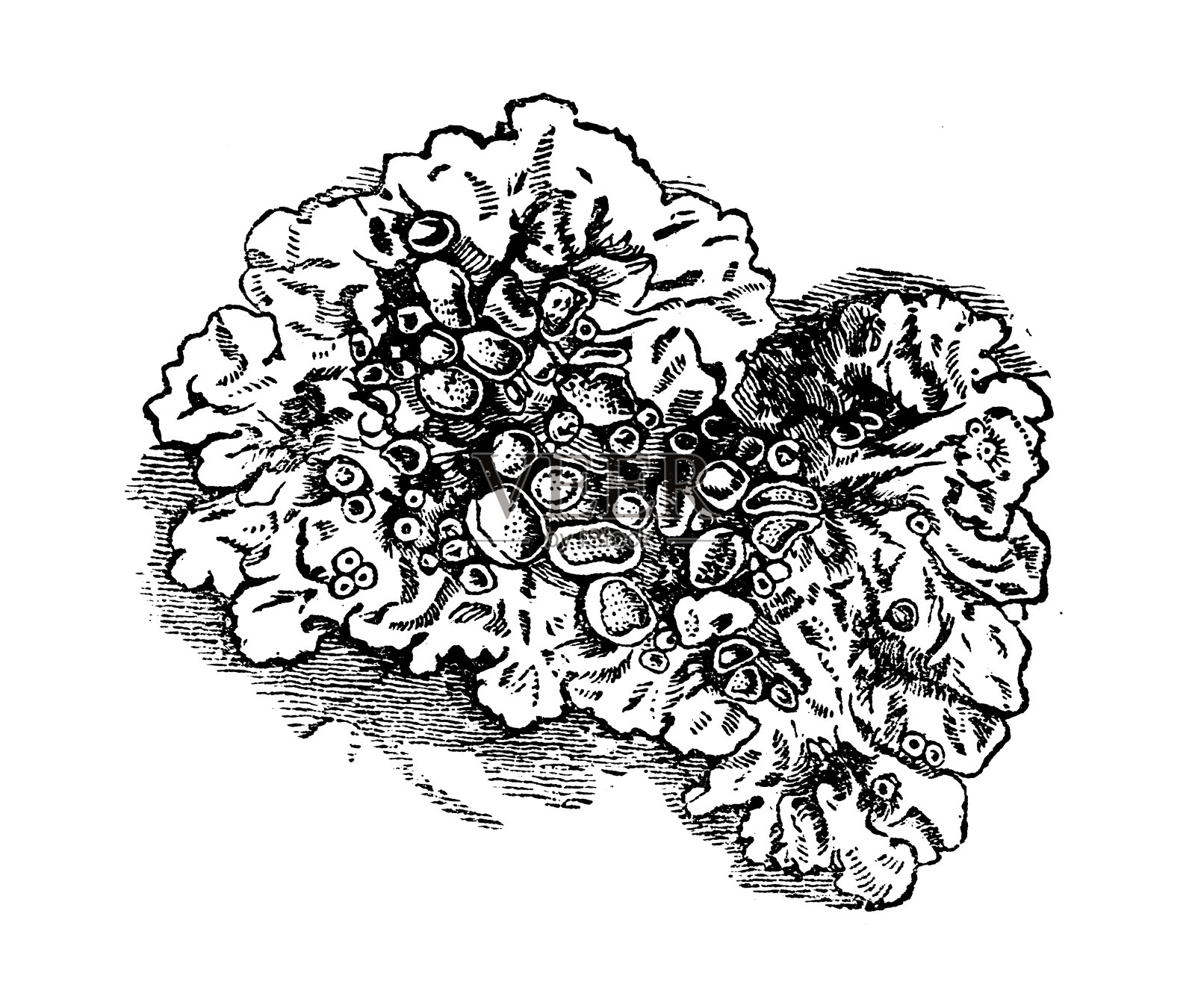 帕迈丽亚设计元素图片