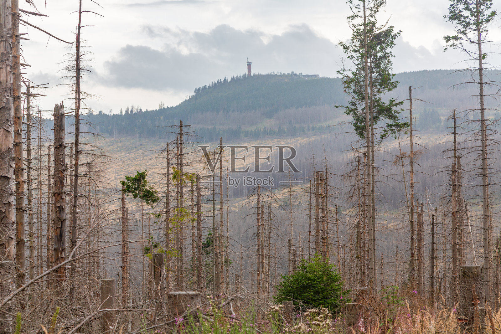 森林枯背18照片摄影图片