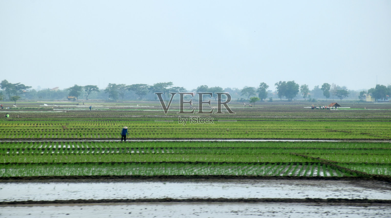 农民团体正在田里种植水稻照片摄影图片