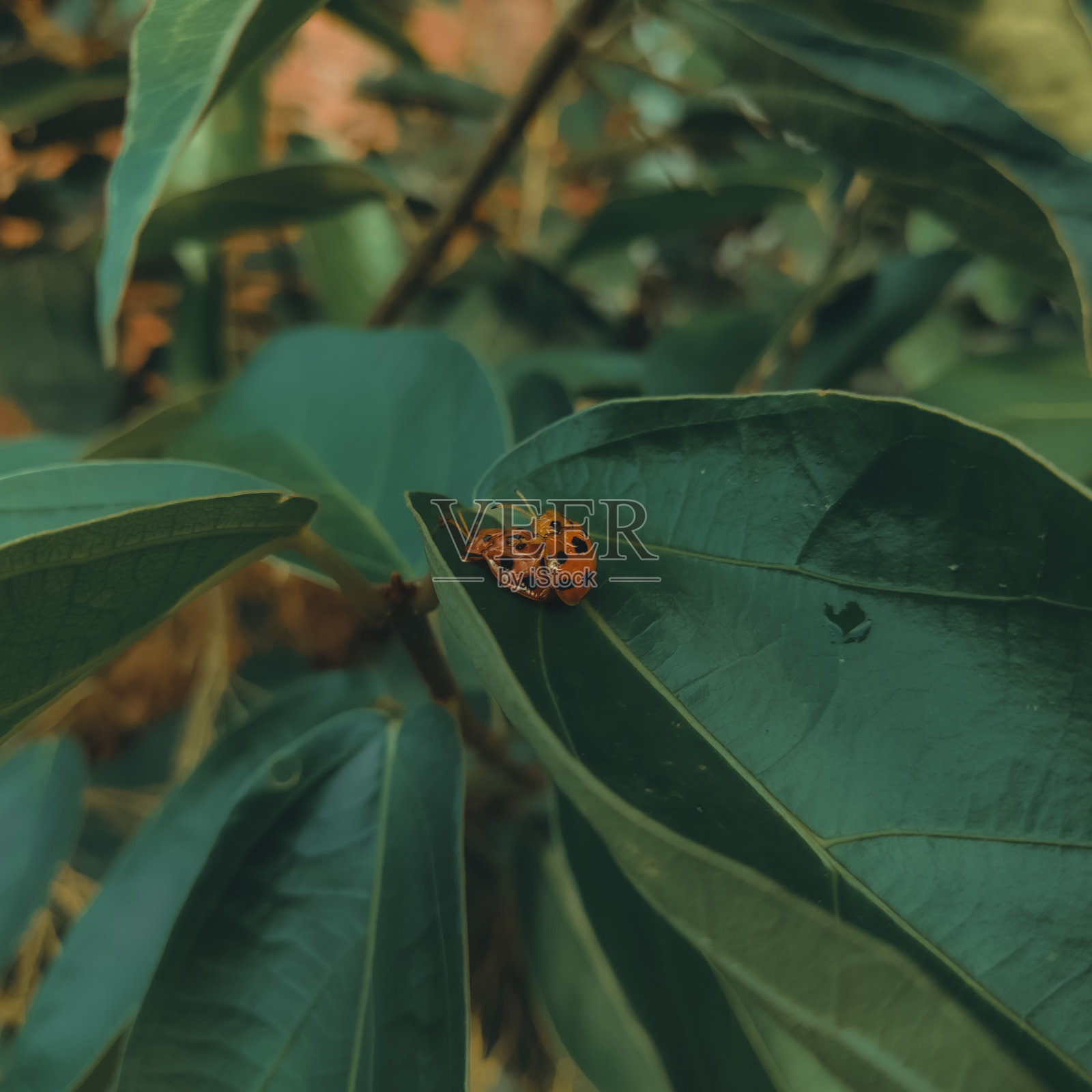 两个瓢虫照片摄影图片