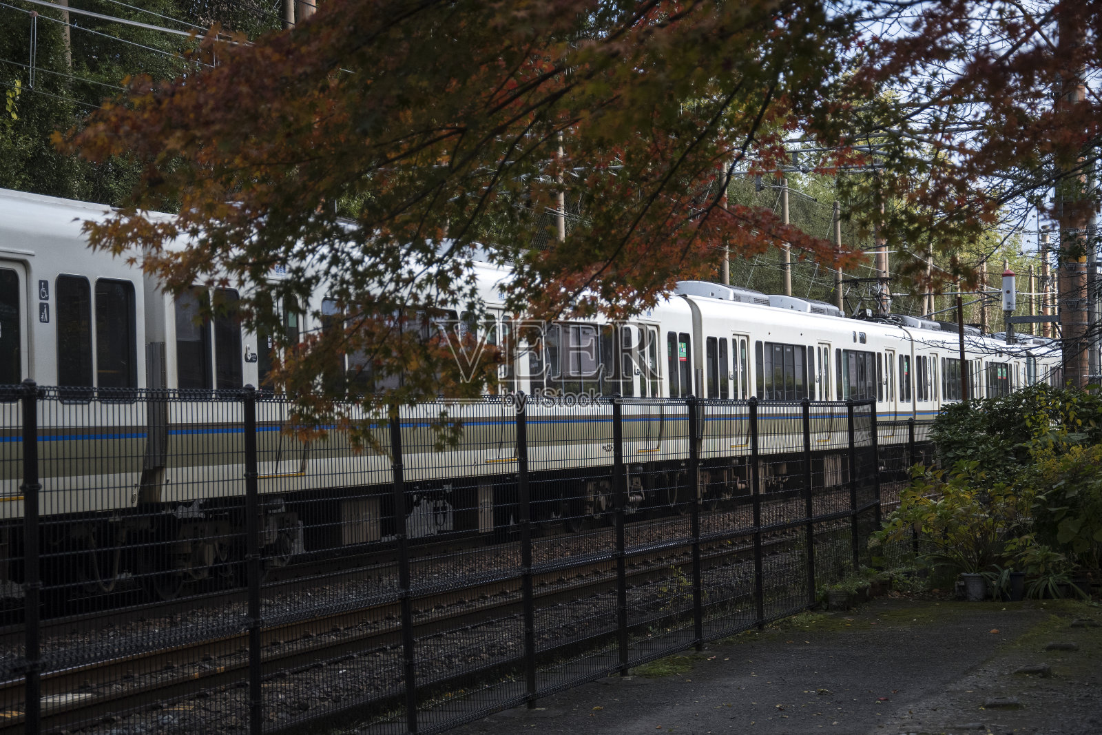 嵯峨野观光小火车穿梭于岚山秋色中照片摄影图片