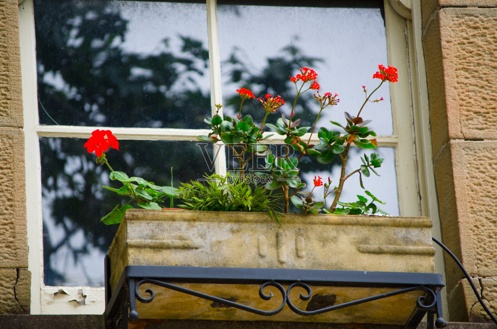 美丽的红色花朵栽在窗边的树盆里作为装饰。照片摄影图片