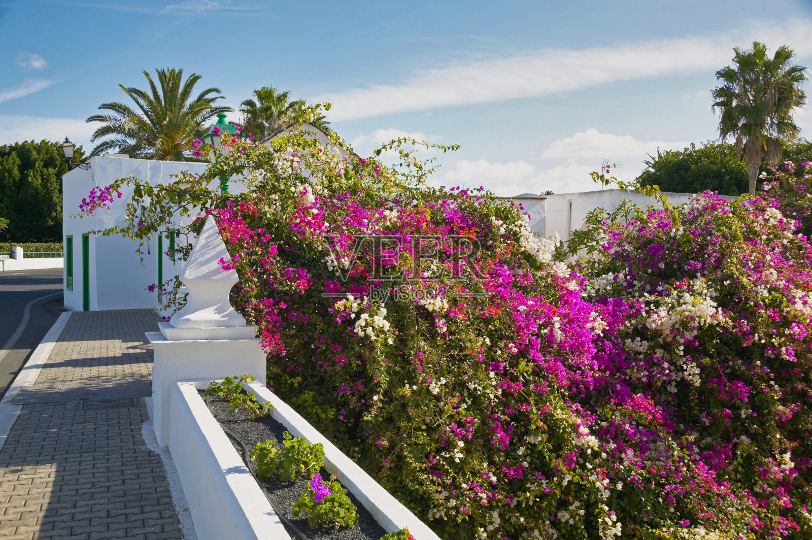 兰萨罗特亚扎开花的九重葛照片摄影图片