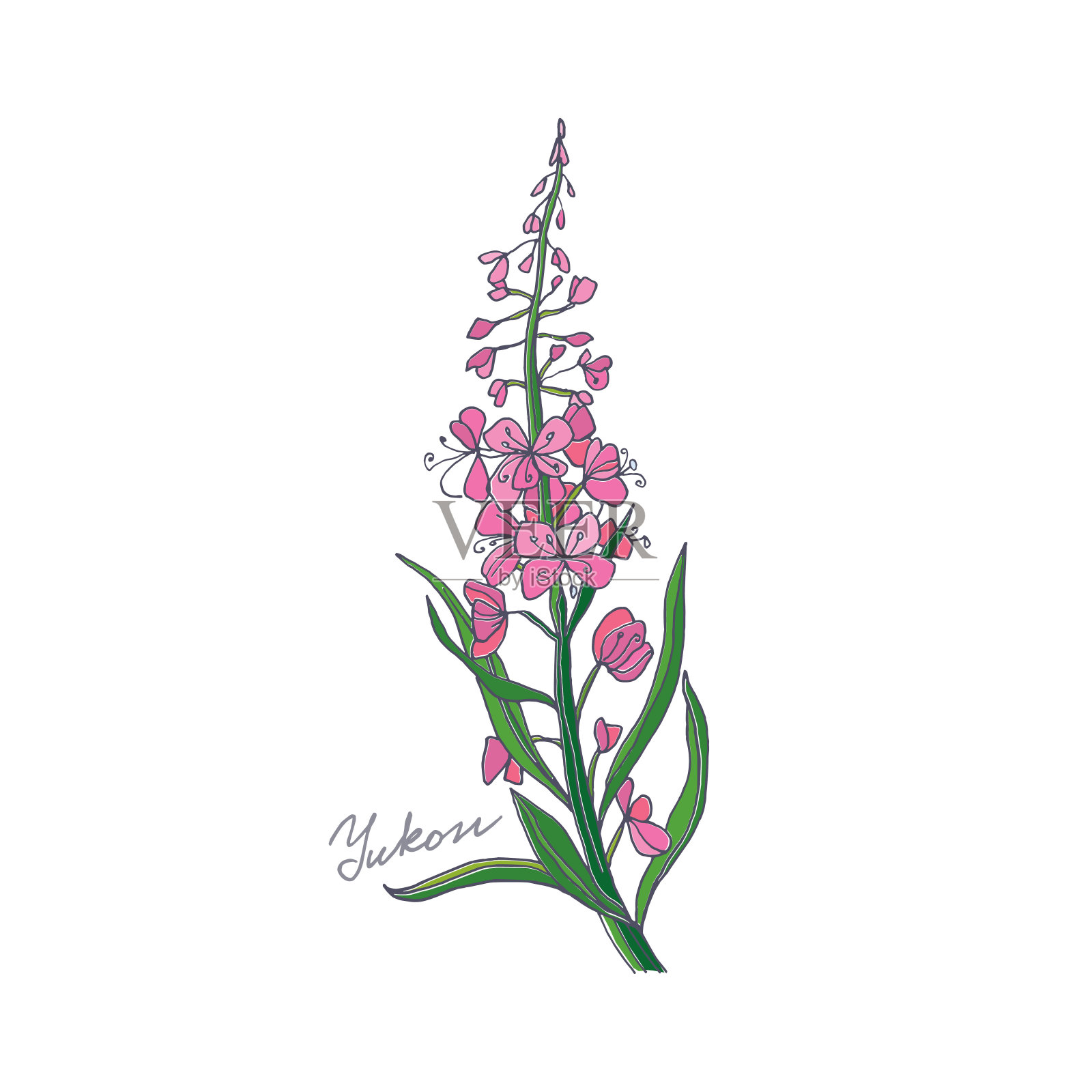 杂草。育空河插画图片素材