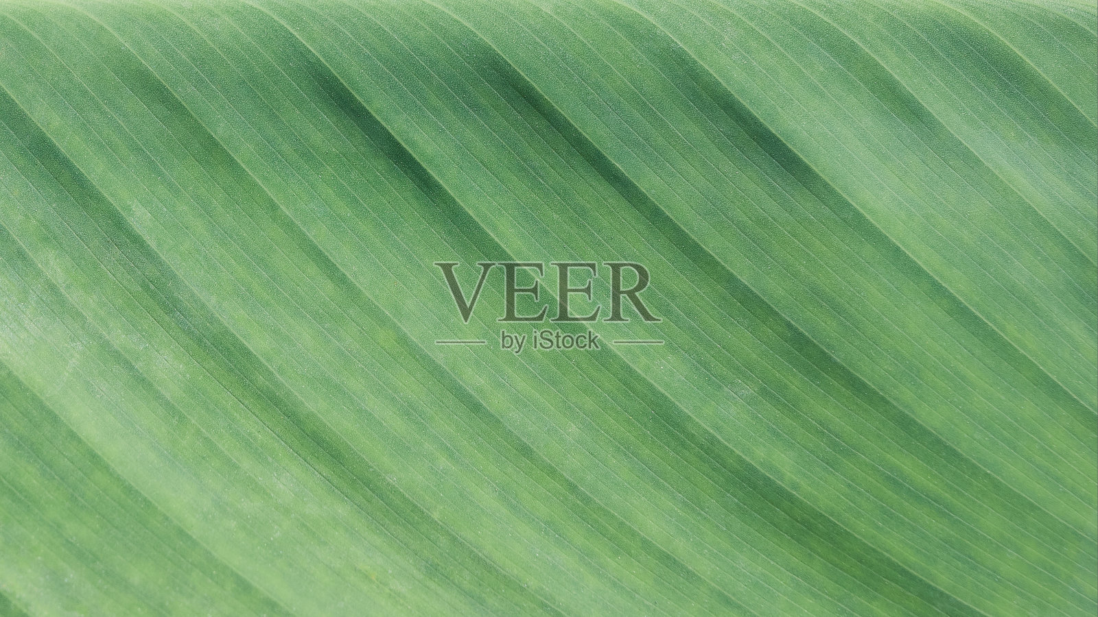 新鲜的绿叶纹理背景。照片摄影图片