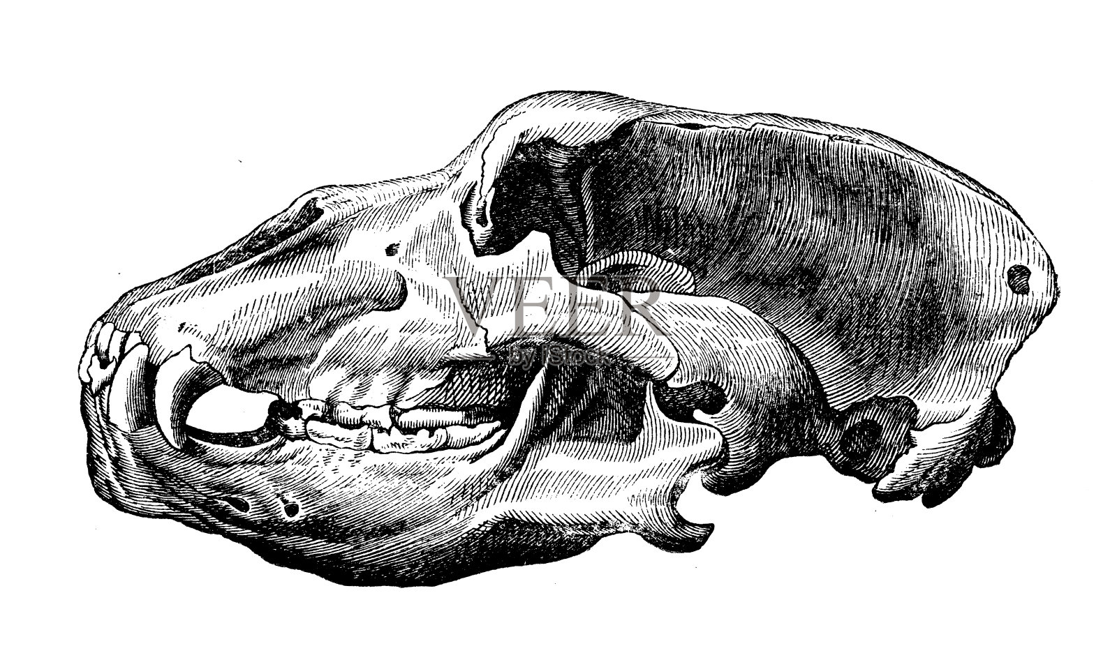古董插图:洞熊头骨插画图片素材