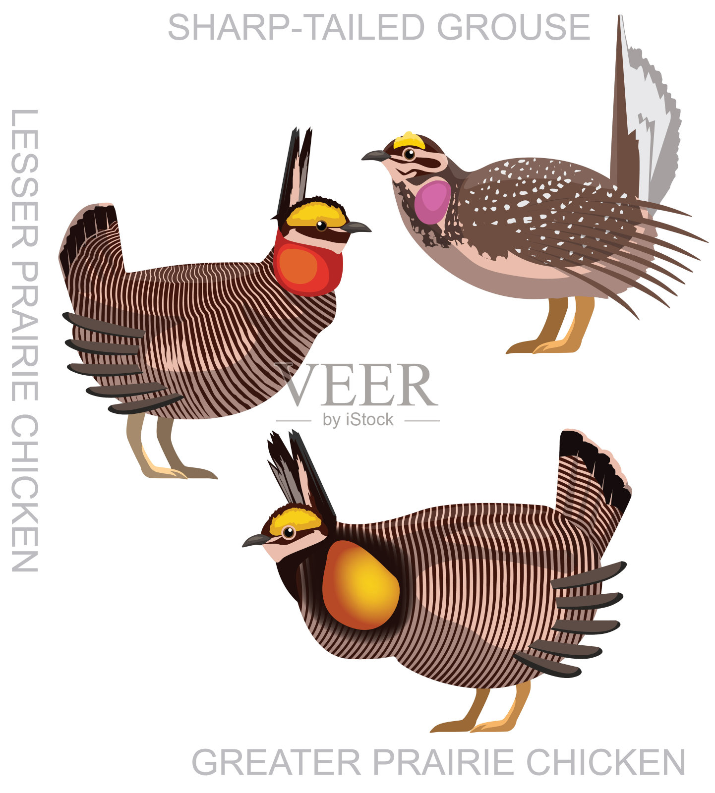 可爱的鸟山鸡松鸡集卡通矢量插画图片素材