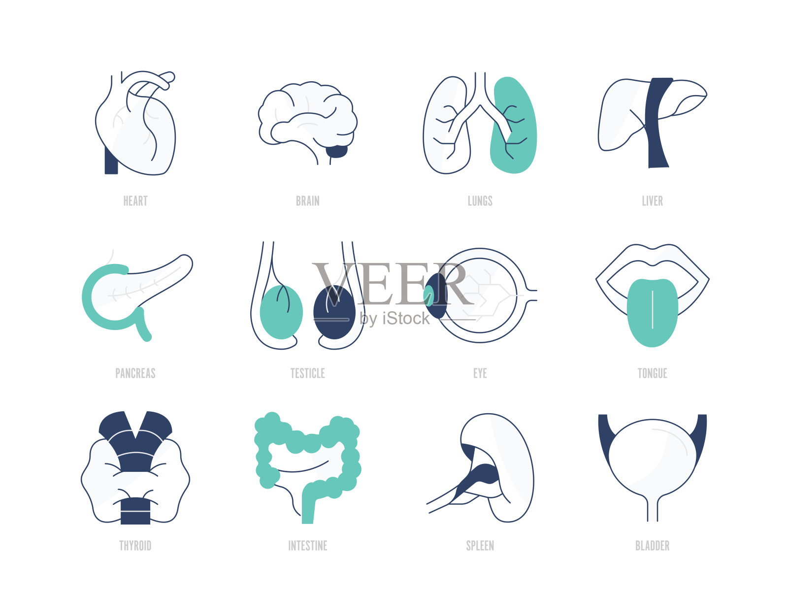 人体器官图标集插画图片素材