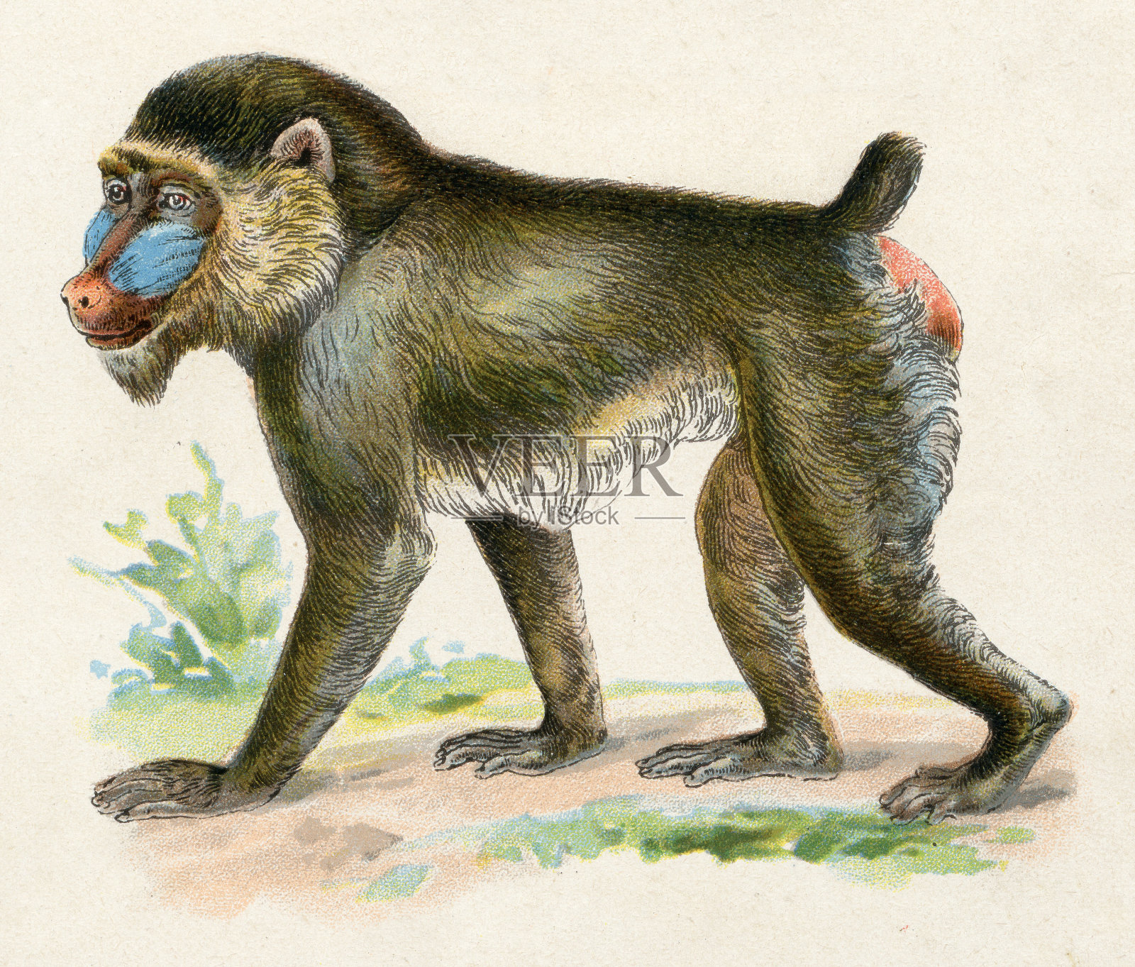 山魈插图1899插画图片素材