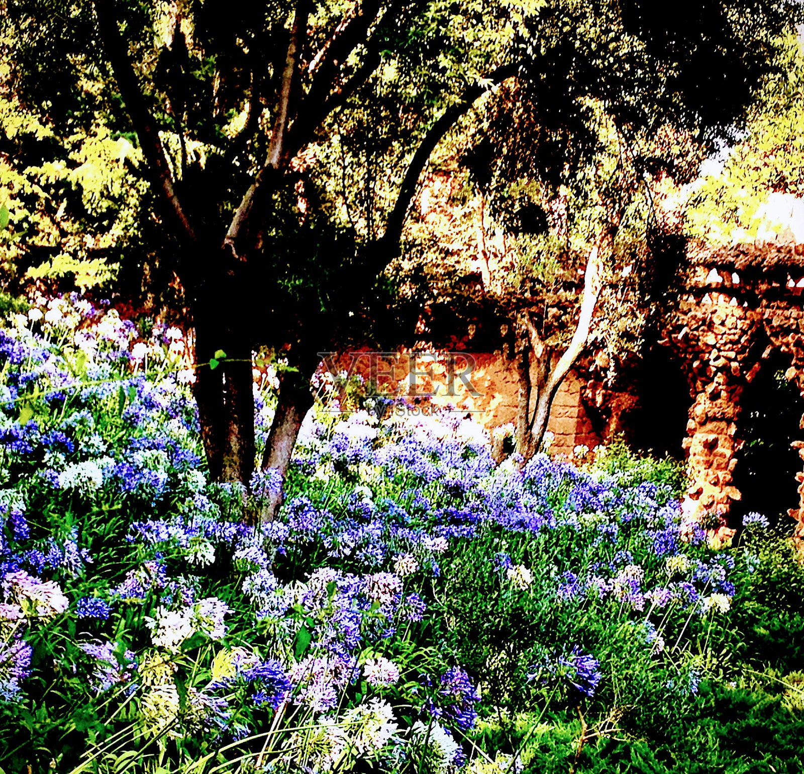 阳光洒在巴塞罗那的世界花上照片摄影图片