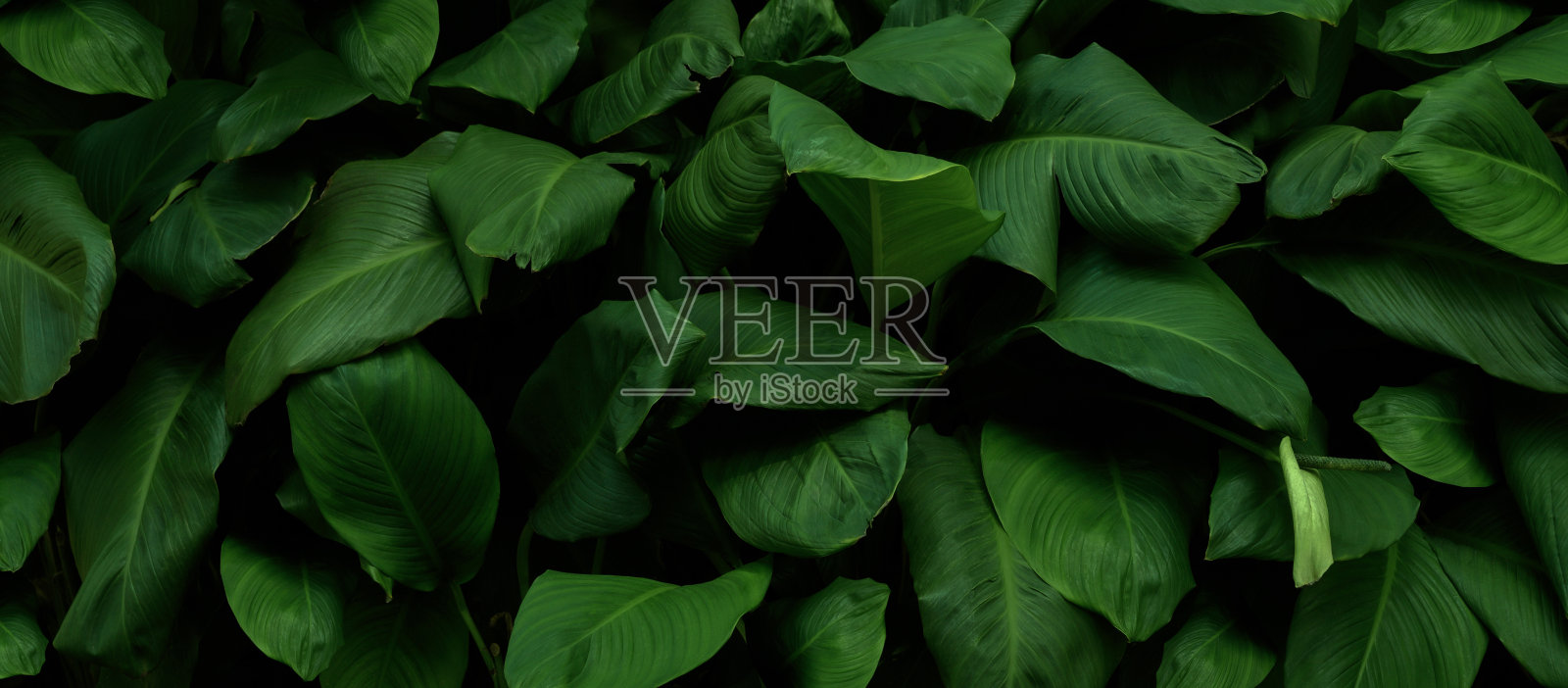 深绿色的热带树叶群背景，全景背景概念的自然照片摄影图片