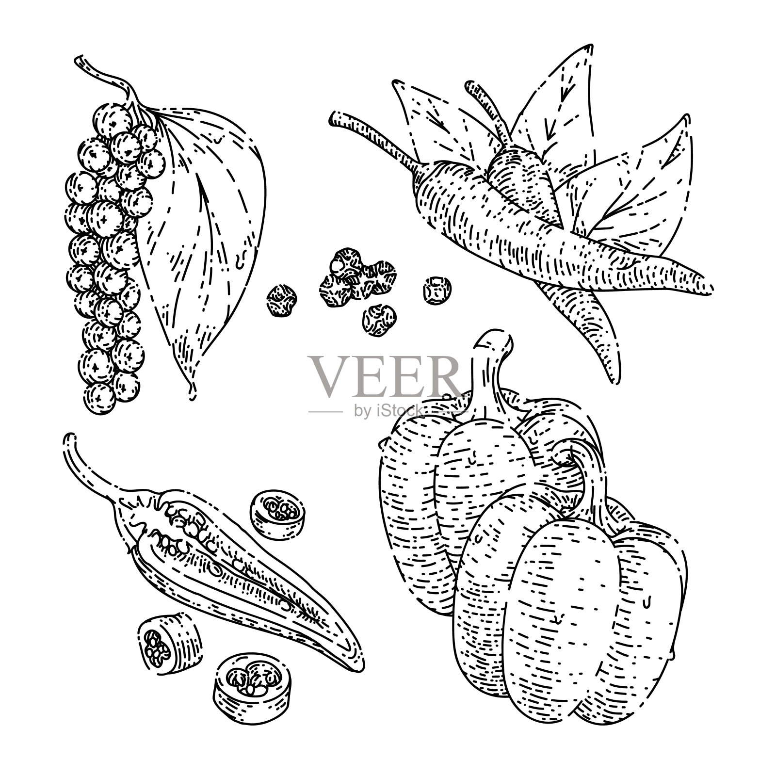 辣椒黑辣椒素描手绘矢量插画图片素材