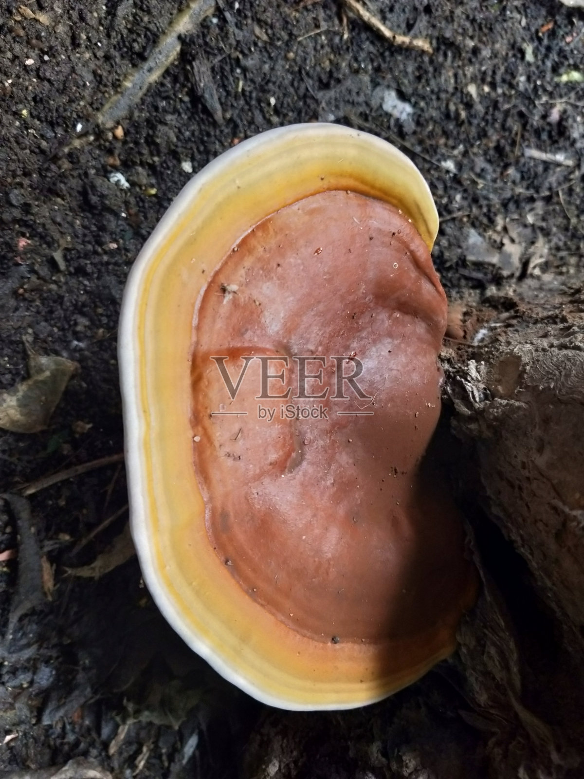 美丽的耳朵形状的蘑菇捕捉在特写的宏观视图照片摄影图片