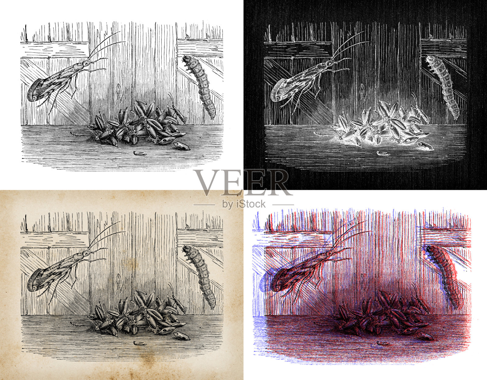 古玩动物插图:Nemapogon granella(欧洲蠕虫)插画图片素材