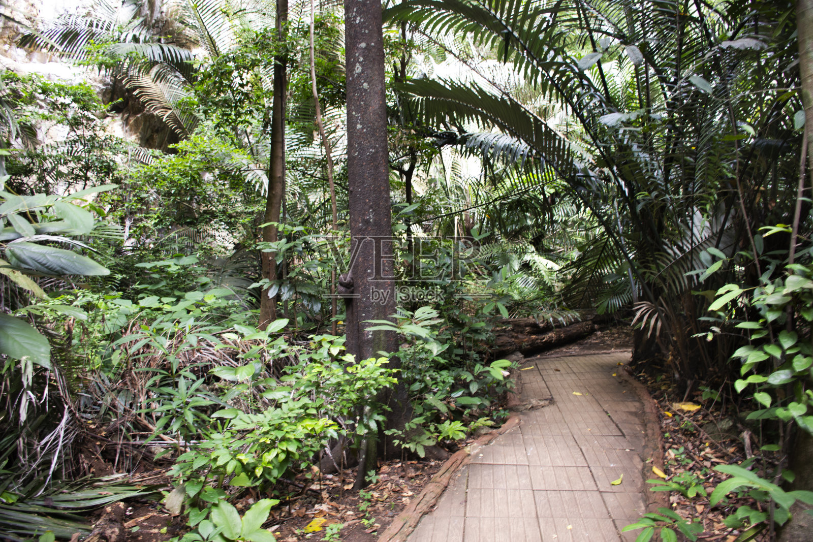 Hup Pa Tat洞穴山谷和Khao Pla Ra石灰岩山在Tham Prathun非狩猎区为泰国人，外国游客旅游参观和旅行探险家在泰国乌太他尼的兰萨克市照片摄影图片
