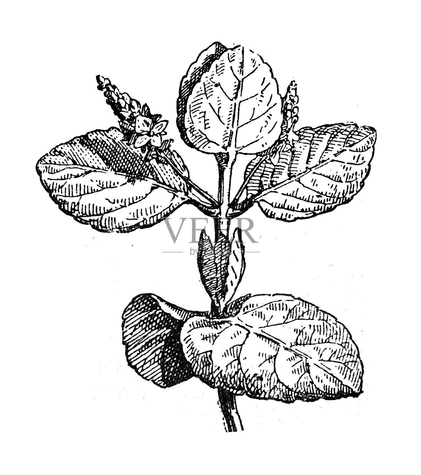 古董插图:Veronica beccabunga, speedwell设计元素图片