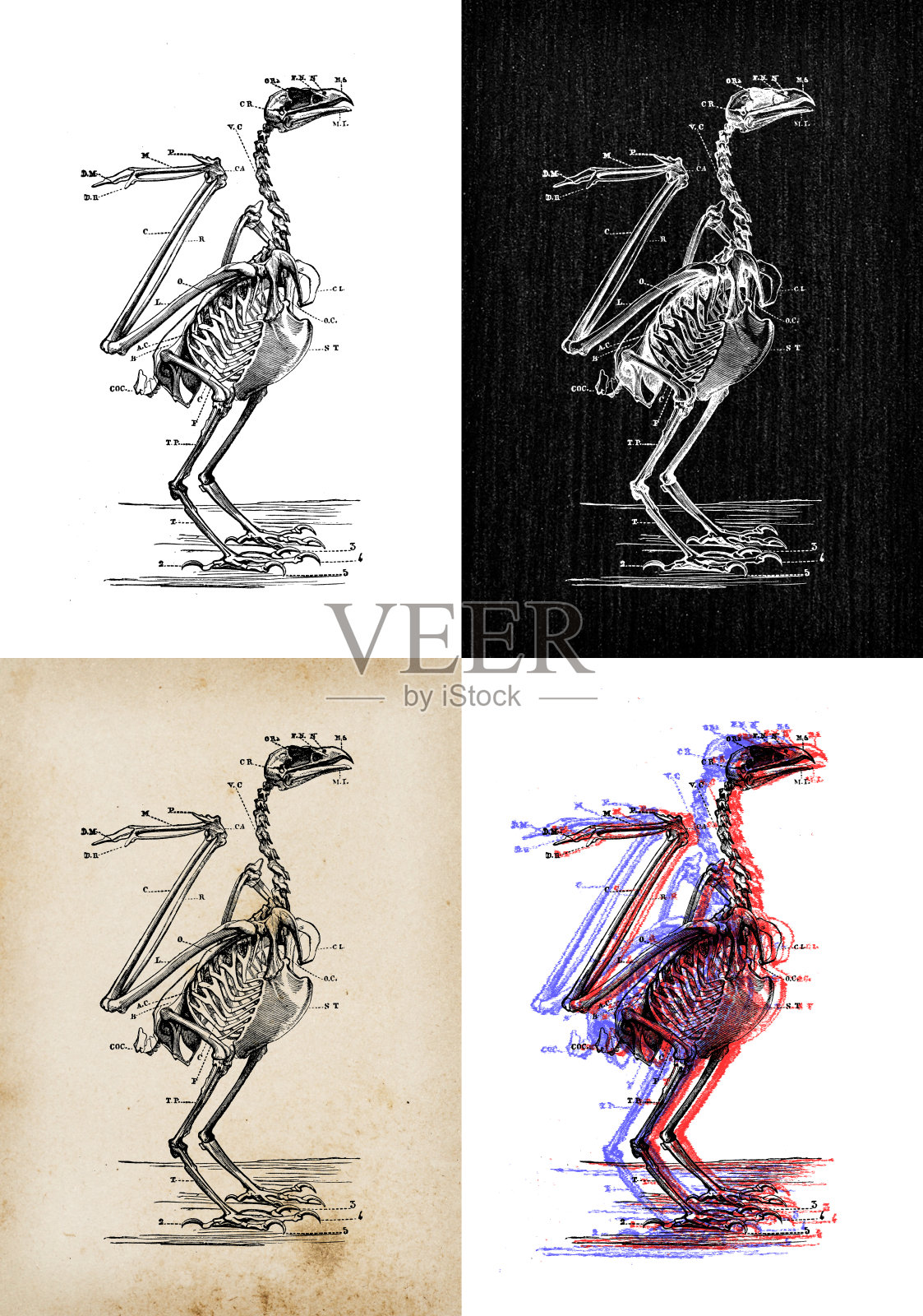 古玩动物插图:海鹰骨架插画图片素材