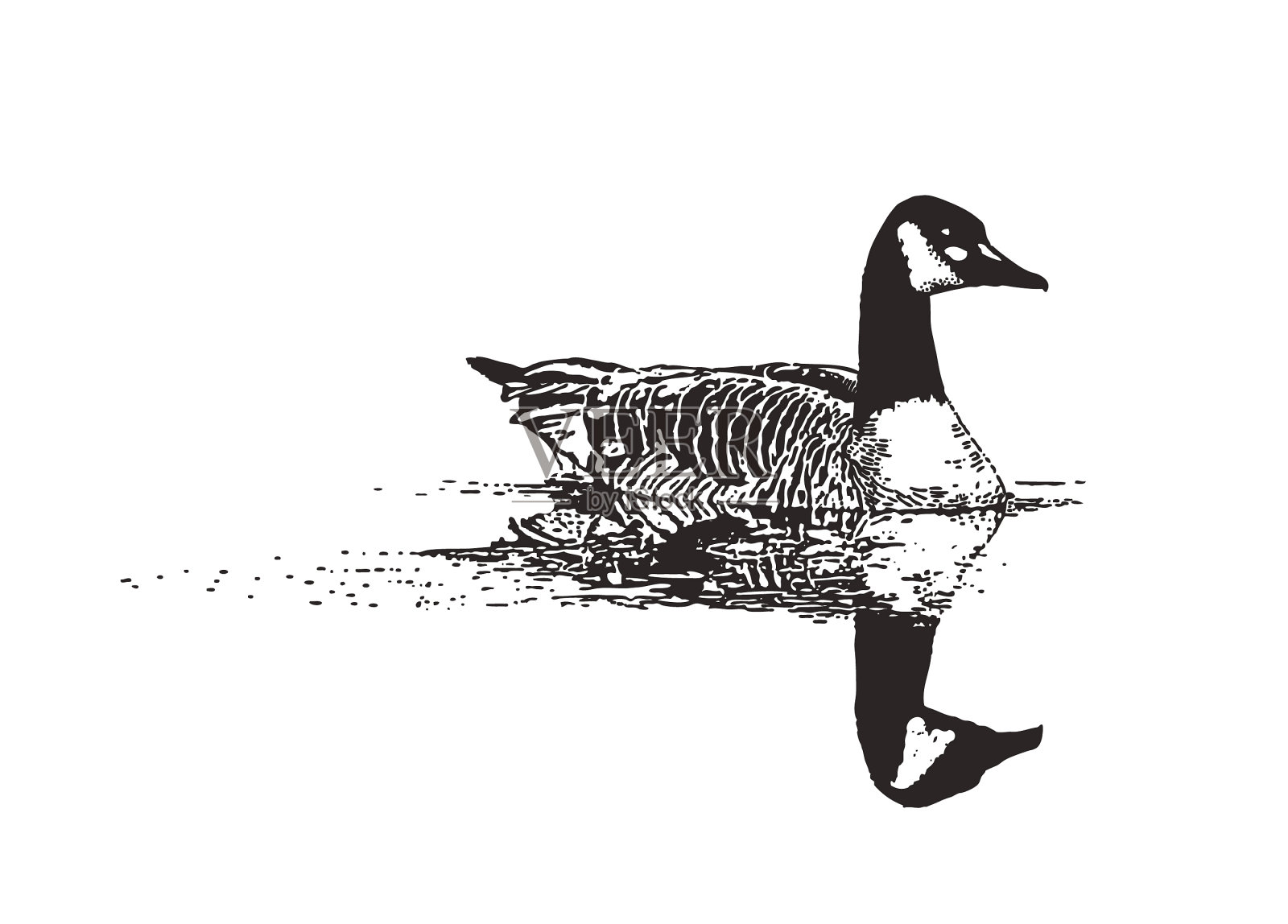 加拿大鹅漂浮在水面上插画图片素材