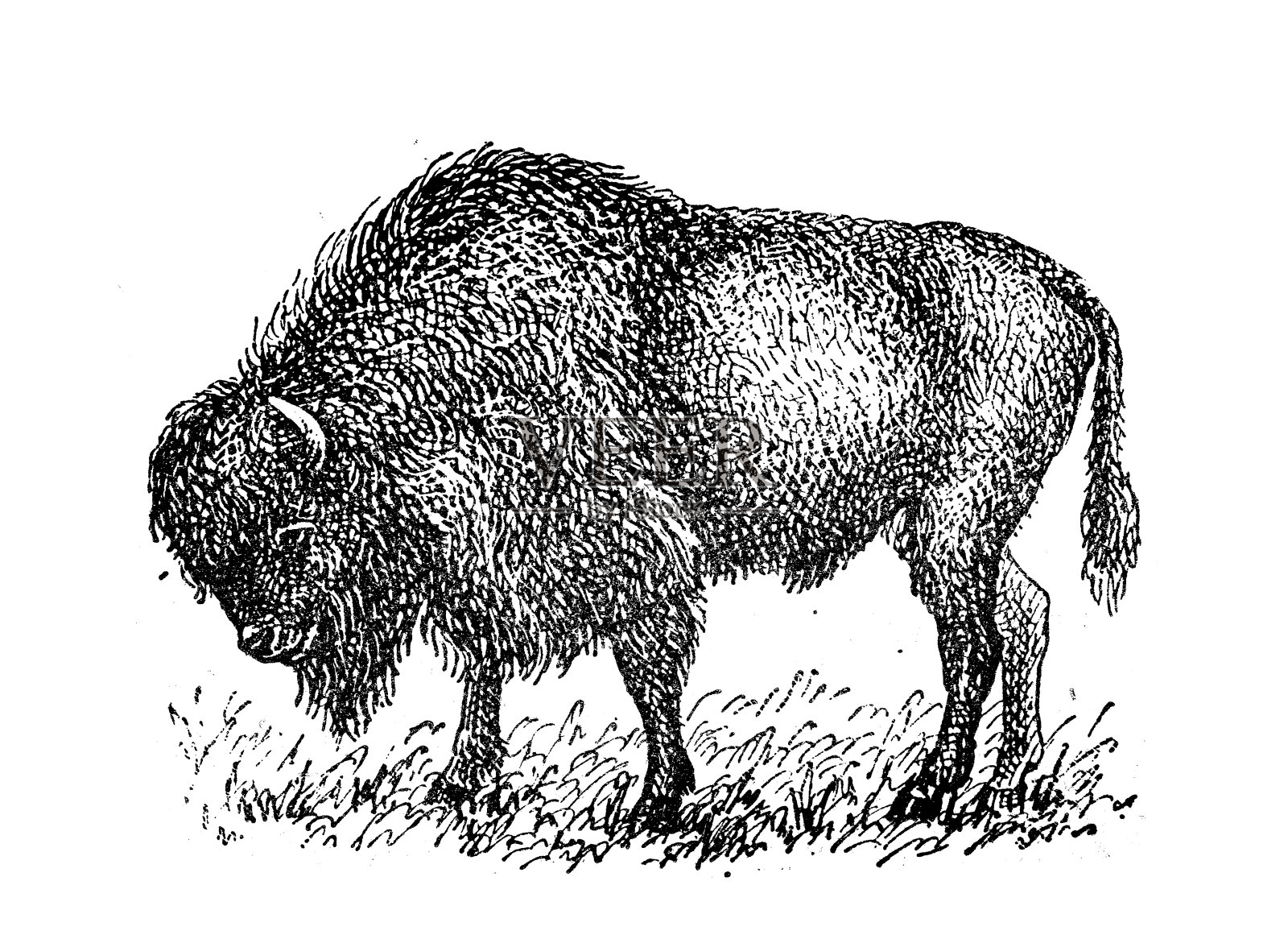 古董插图:野牛插画图片素材