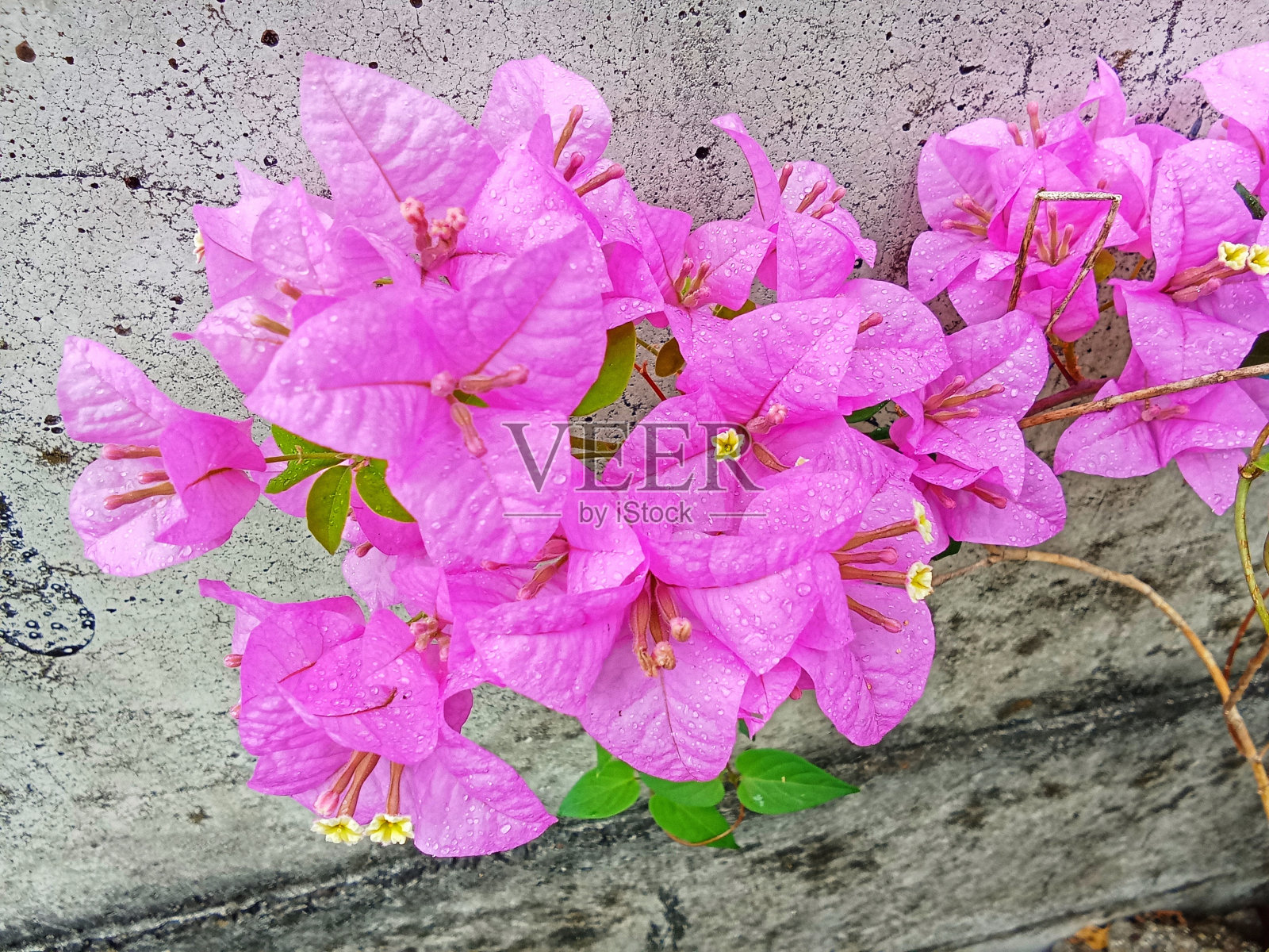 叶子花属照片摄影图片