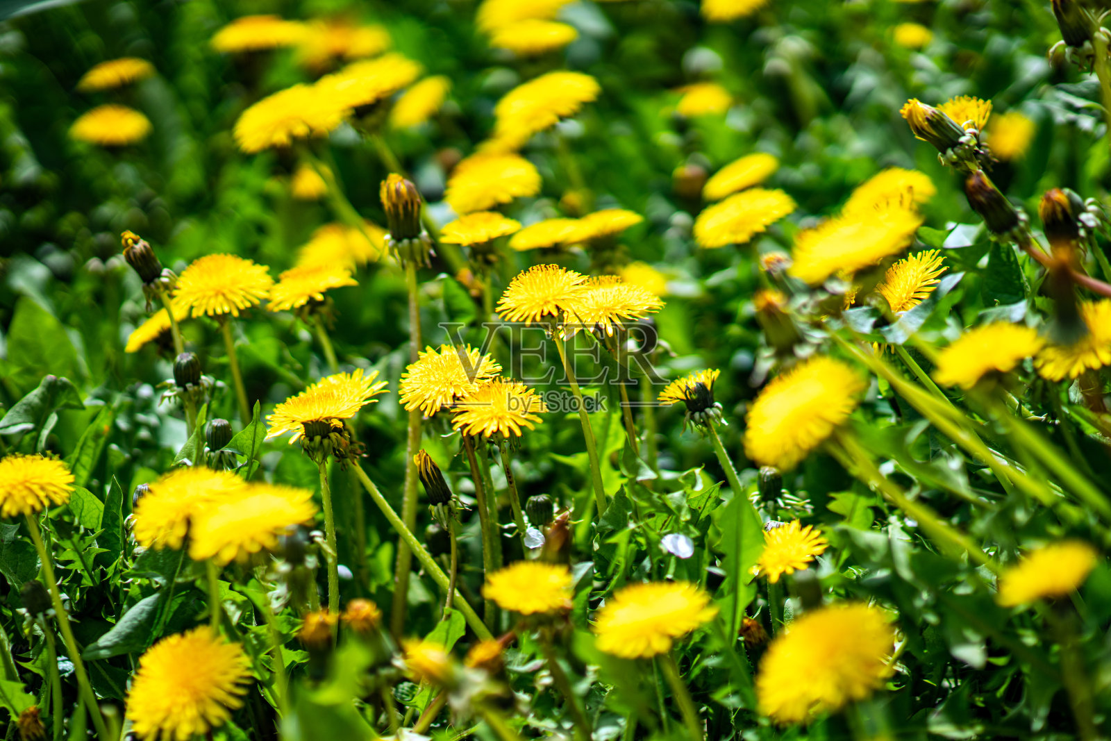 黄色，春天的花朵在绿叶中绽放。特写镜头照片摄影图片