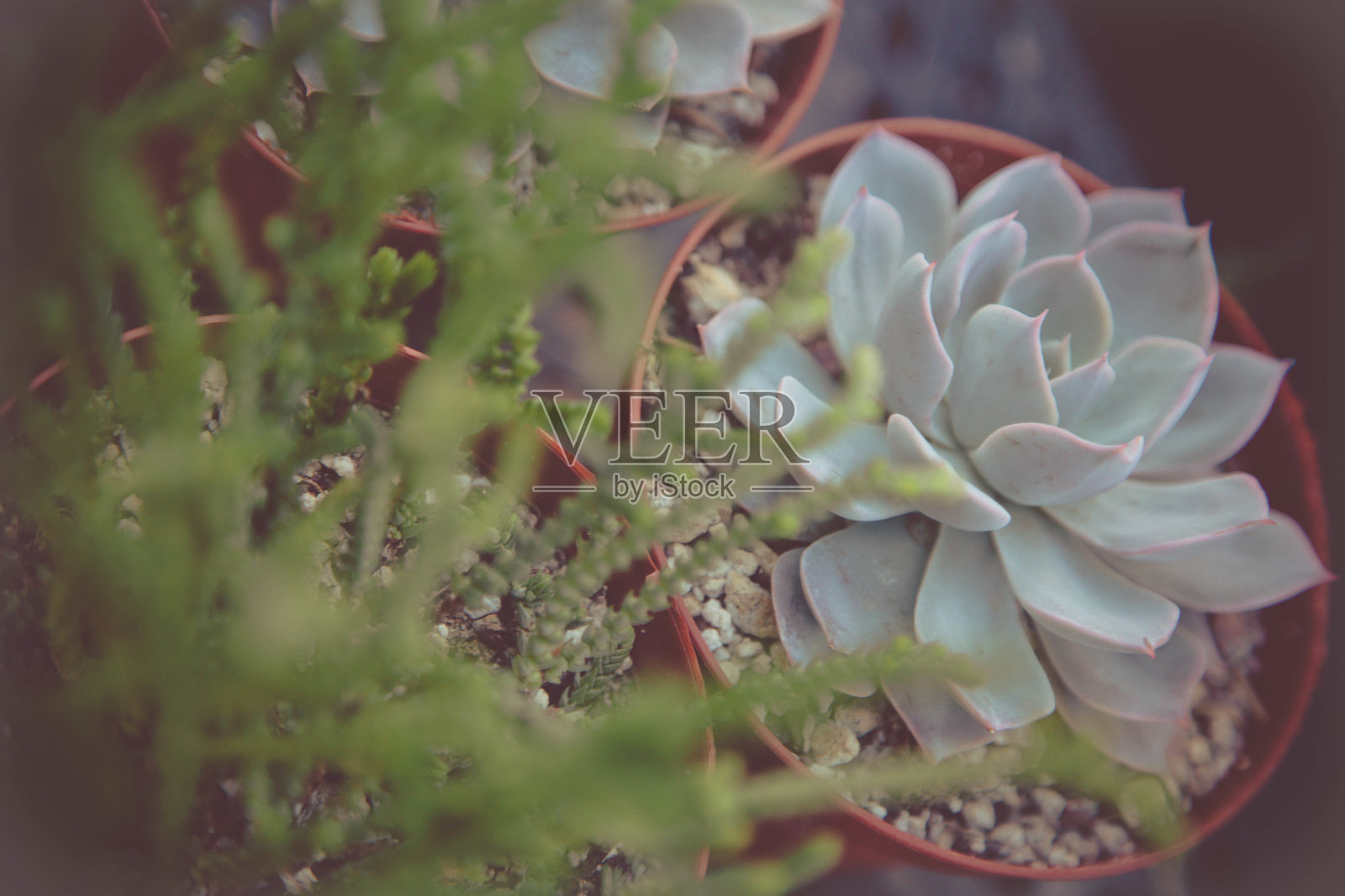 蓝王子月牙草照片摄影图片