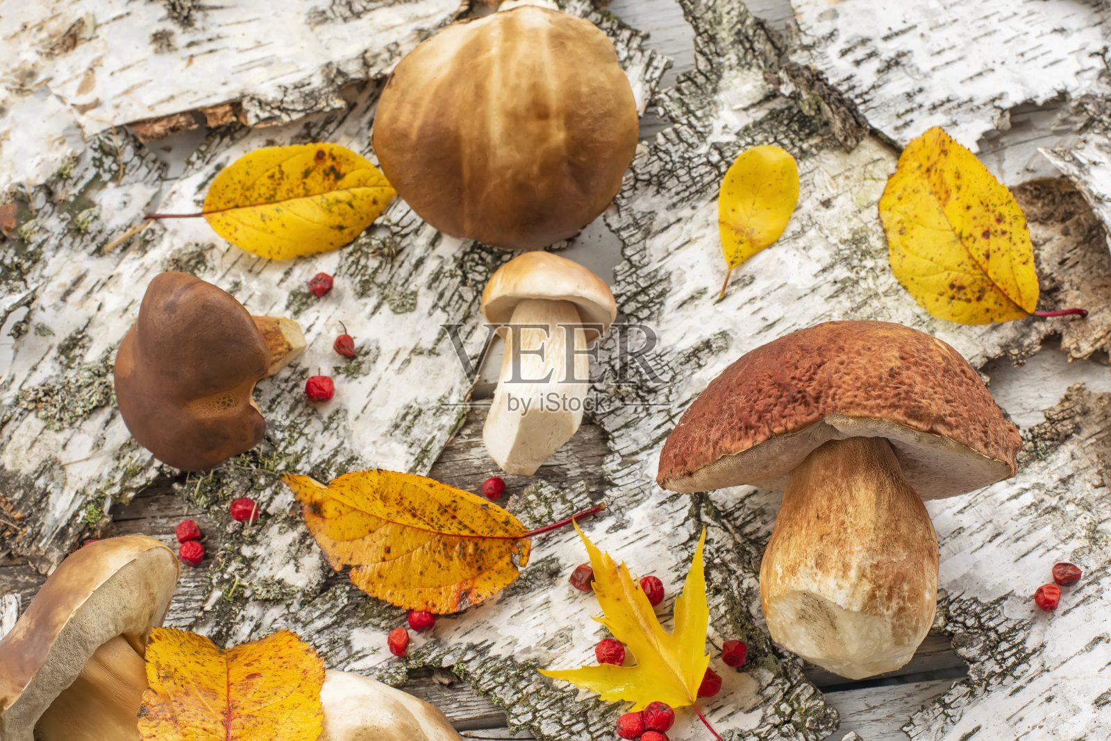 白色的森林蘑菇和秋天的黄叶在桦树皮的背景。秋天的背景。照片摄影图片