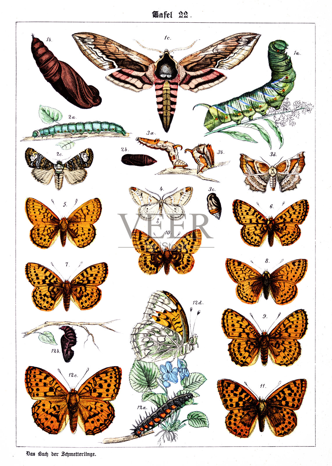 蝴蝶在白色背景22，彩色插图插画图片素材